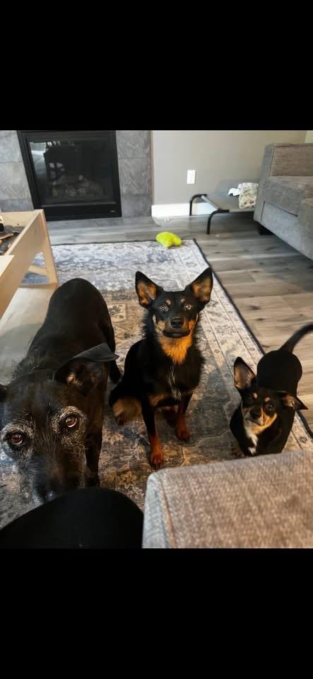 Delilah, a Adoptable mixed breed in Bonney Lake, WA image 6/6