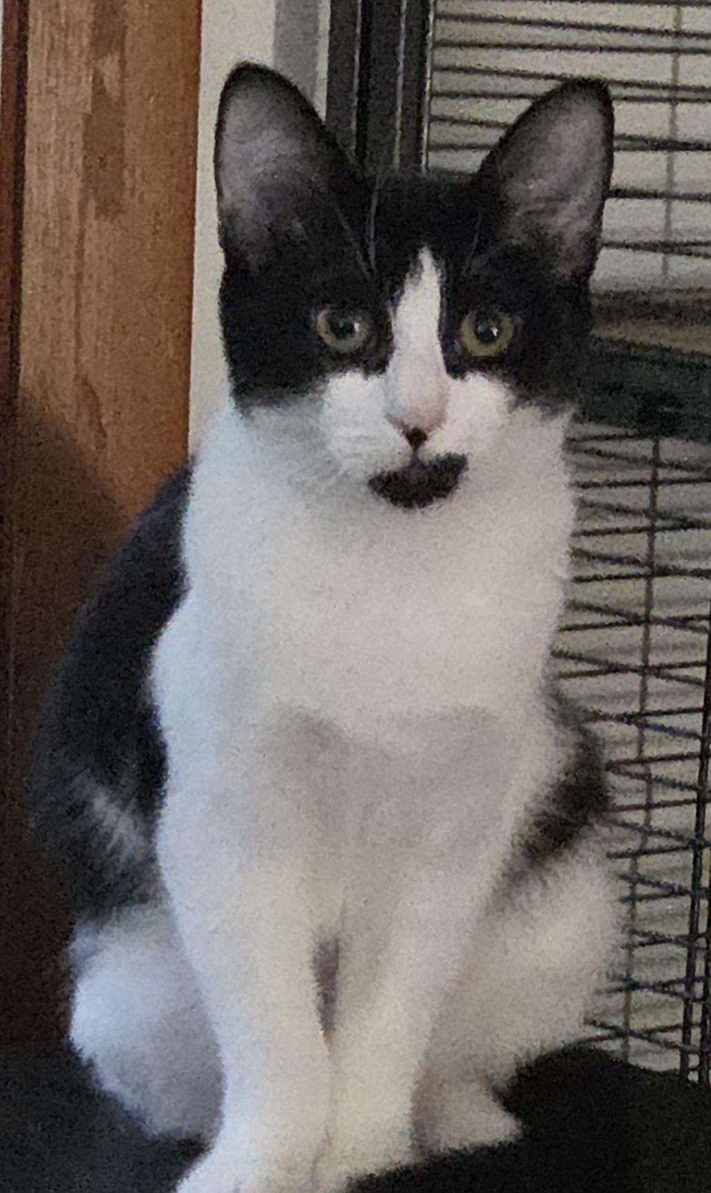 Enlarge COOKIE, a Adoptable mixed breed in Harrison, MI image 1/6