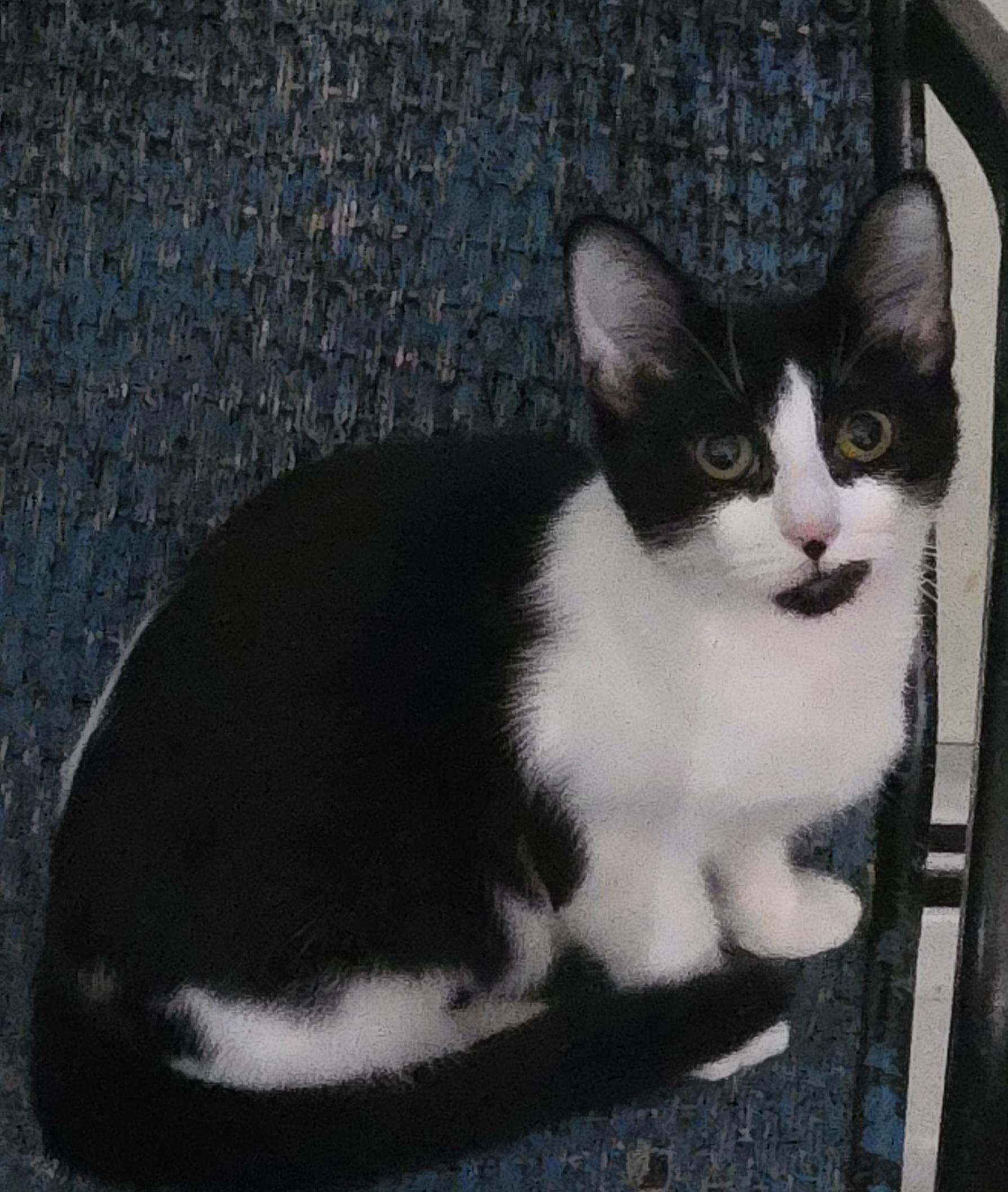 Enlarge COOKIE, a Adoptable mixed breed in Harrison, MI image 5/6