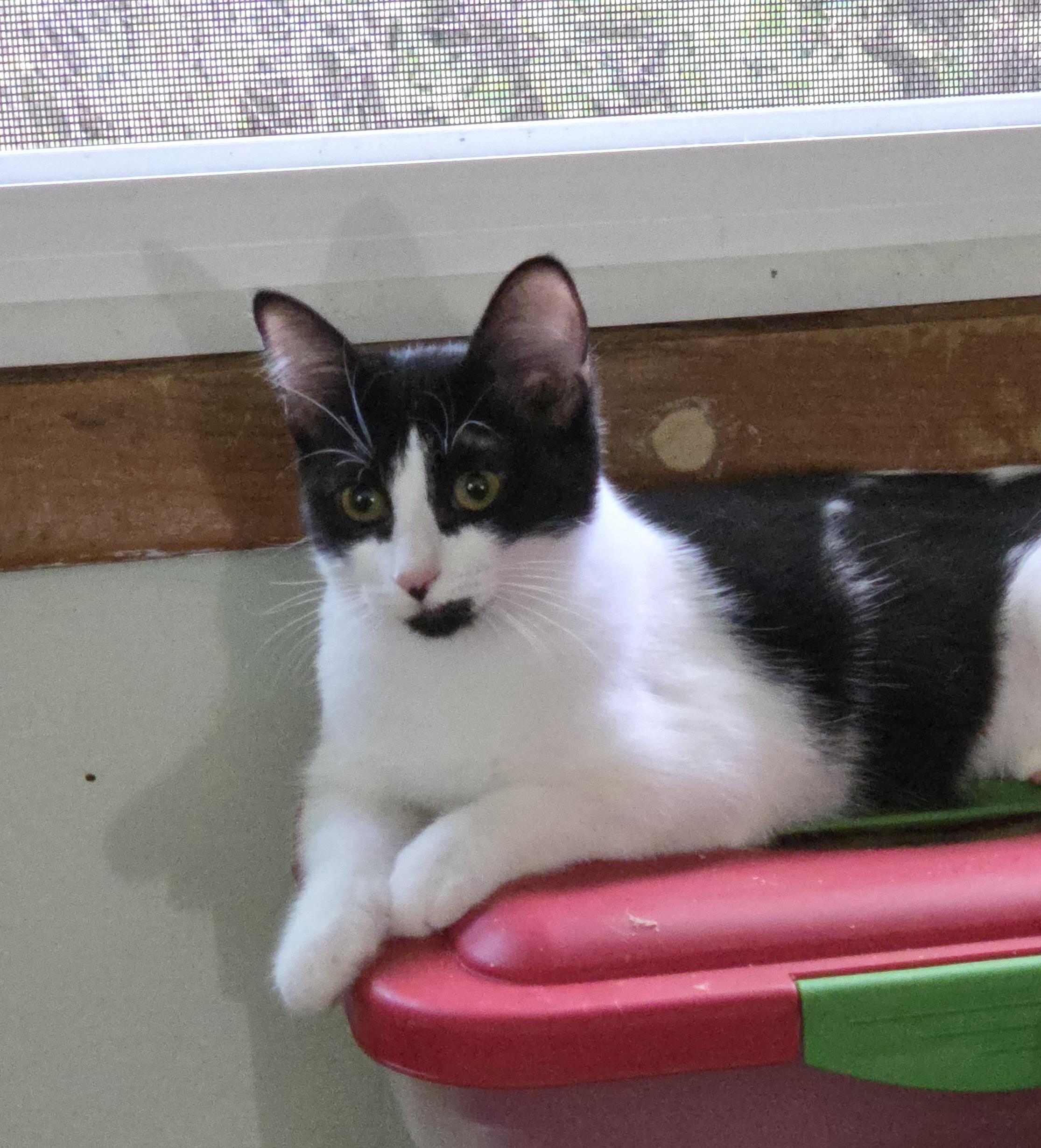 Enlarge COOKIE, a Adoptable mixed breed in Harrison, MI image 6/6