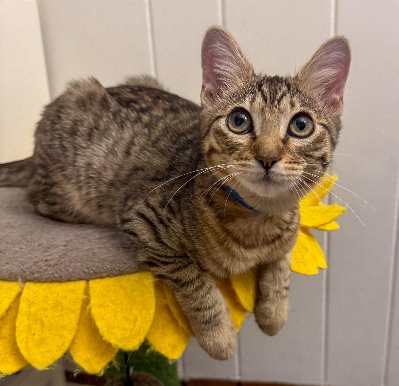 Memphis, Adoptable, Kitten Male Domestic Short Hair & Tabby.