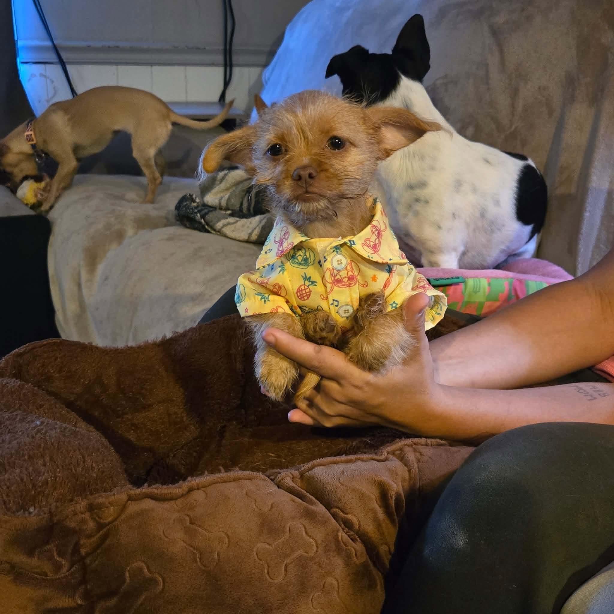 Izzie, Adoptable, Puppy Female Terrier.