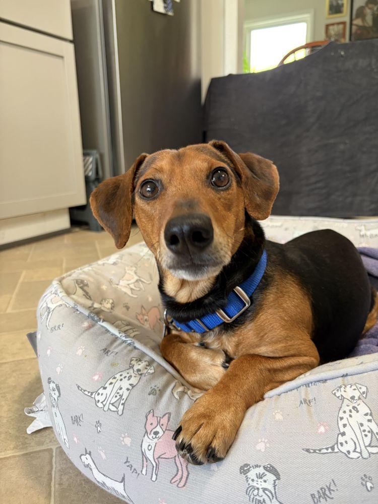Alfred, Adoptable, Adult Male Mixed Breed.