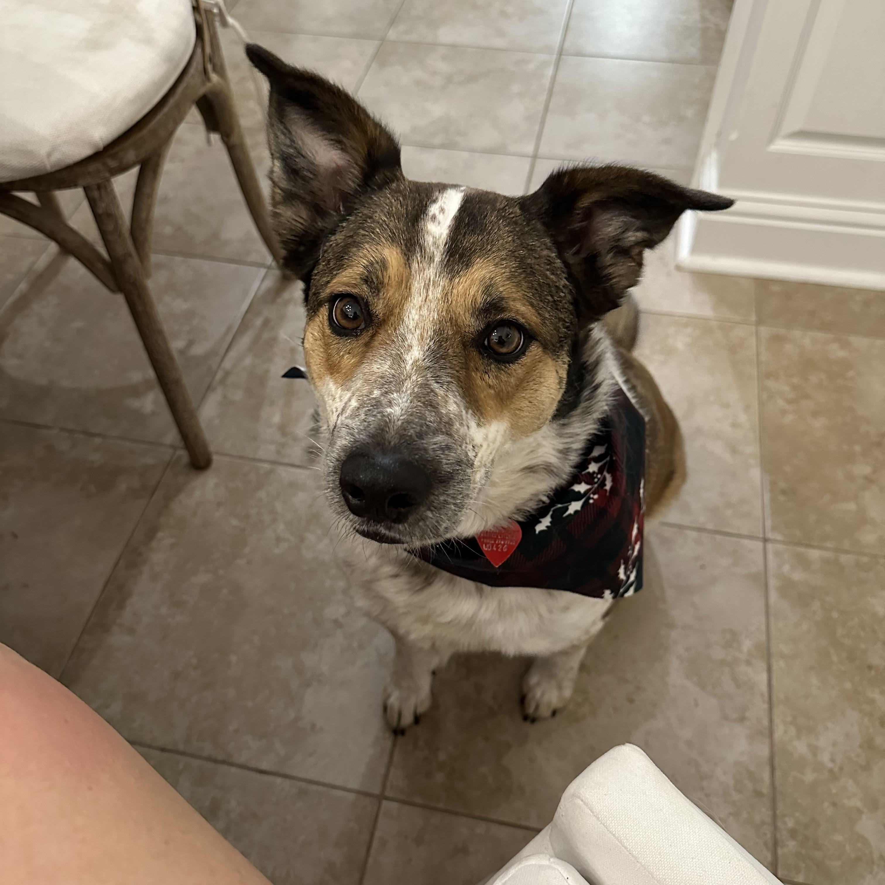 Ruger, ADOPTABLE, Adult Male Australian Cattle Dog / Blue Heeler.