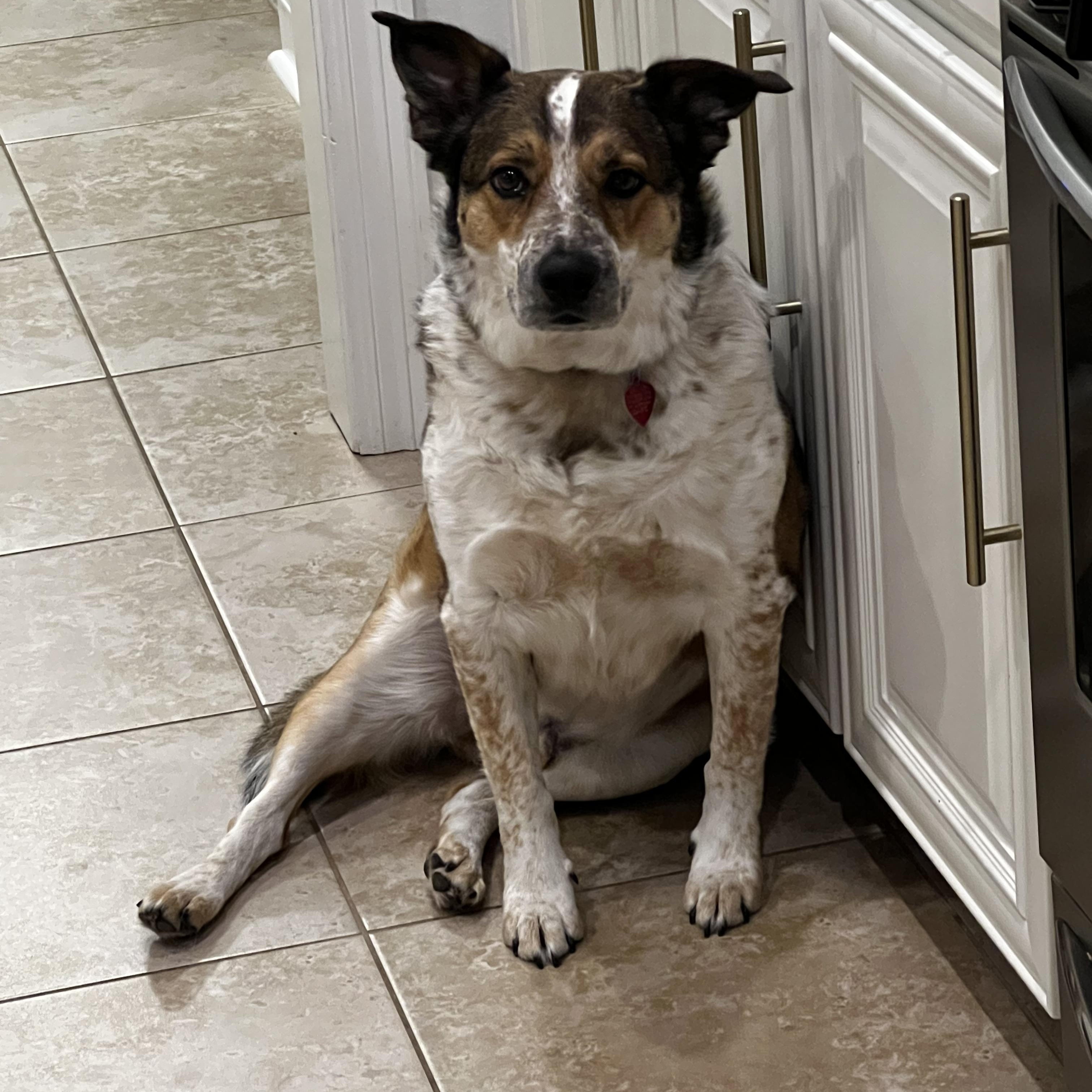 Ruger, a ADOPTABLE mixed breed in Baker, LA image 4/6