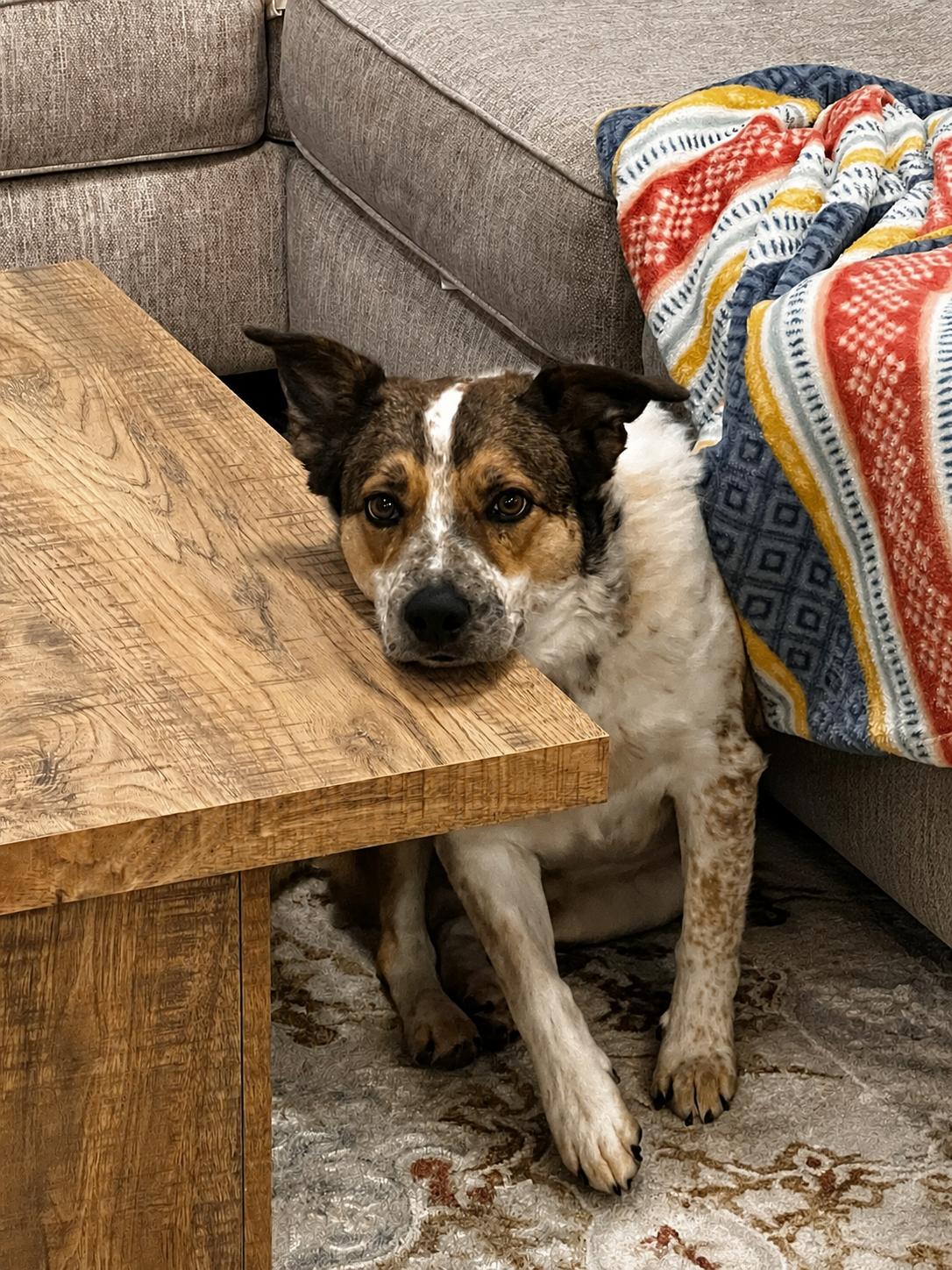 Ruger, a ADOPTABLE mixed breed in Baker, LA image 6/6