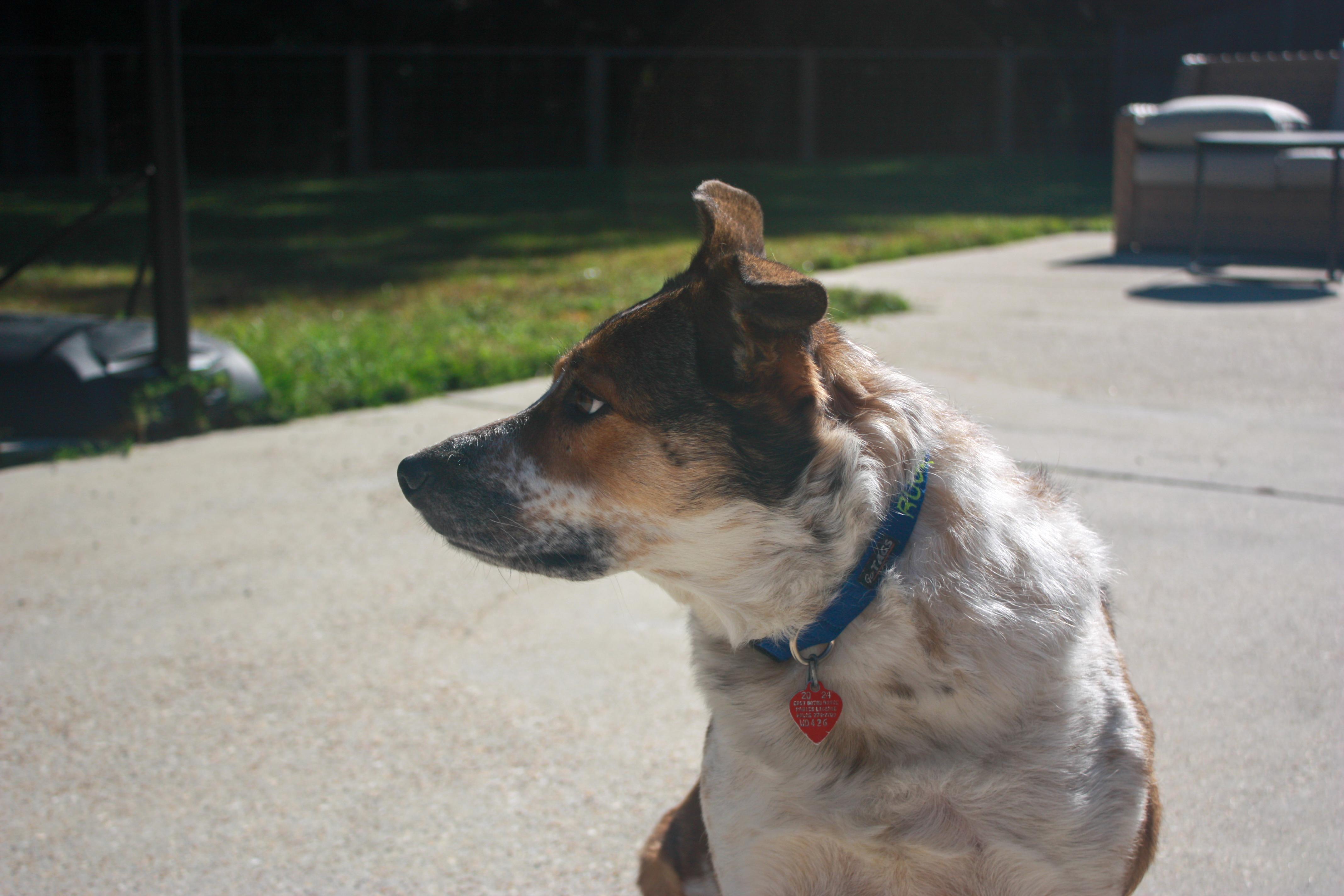 Ruger, a ADOPTABLE mixed breed in Baker, LA image 5/6