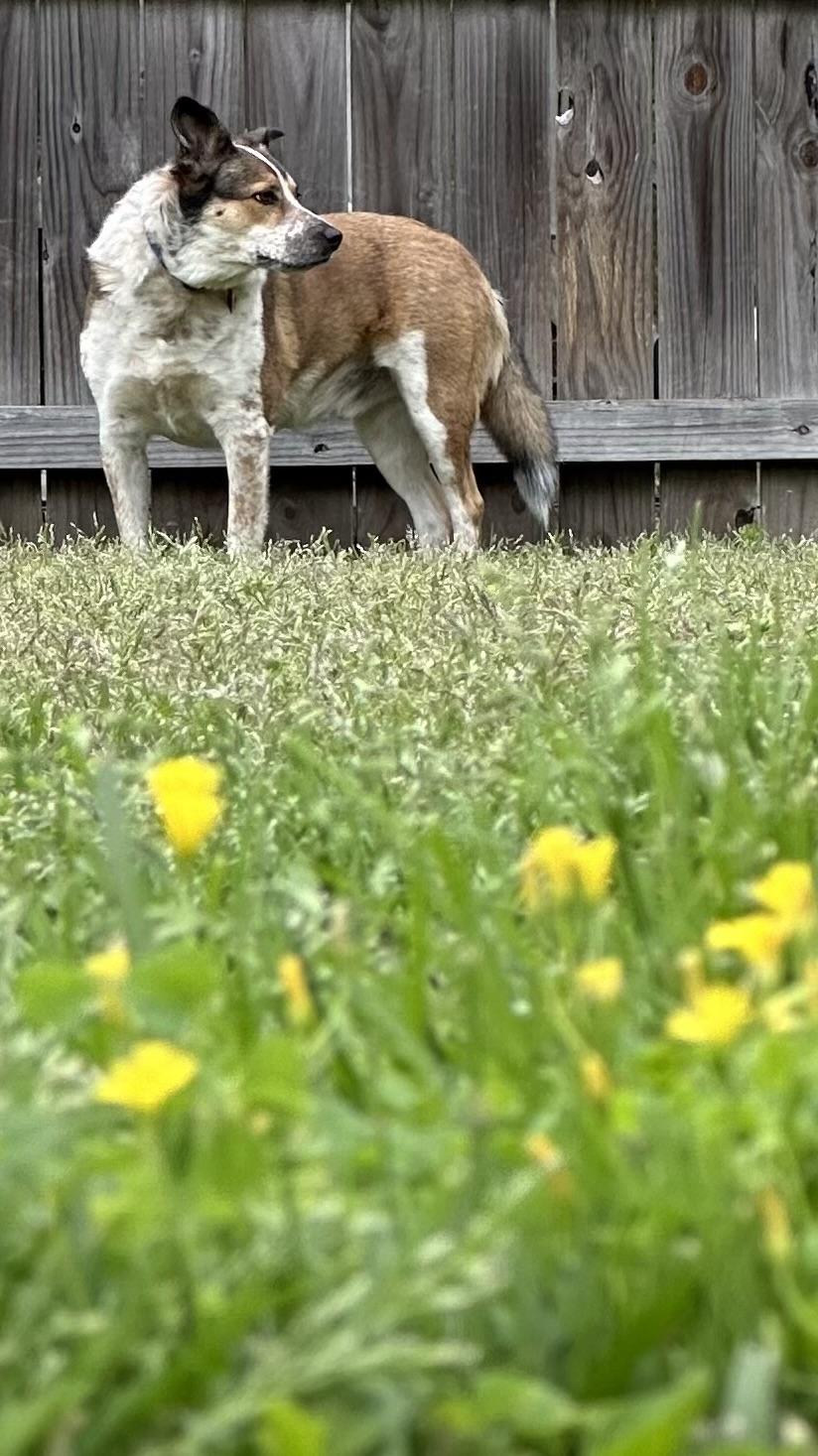 Ruger, a ADOPTABLE mixed breed in Baker, LA image 2/6