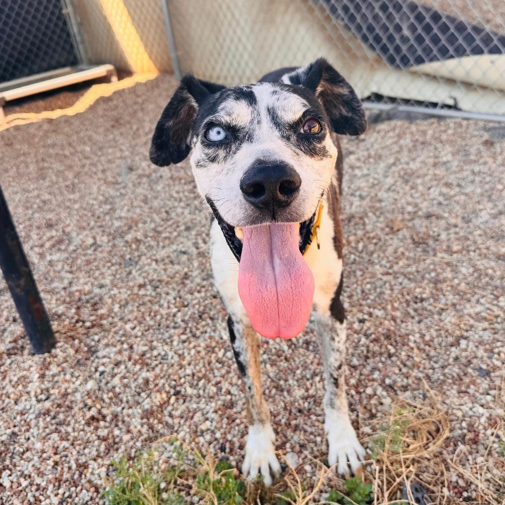 Enlarge Biggie, a Adoptable mixed breed in Buchanan Dam, TX image 1/4