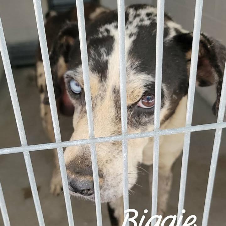 Enlarge Biggie, a Adoptable mixed breed in Buchanan Dam, TX image 3/4
