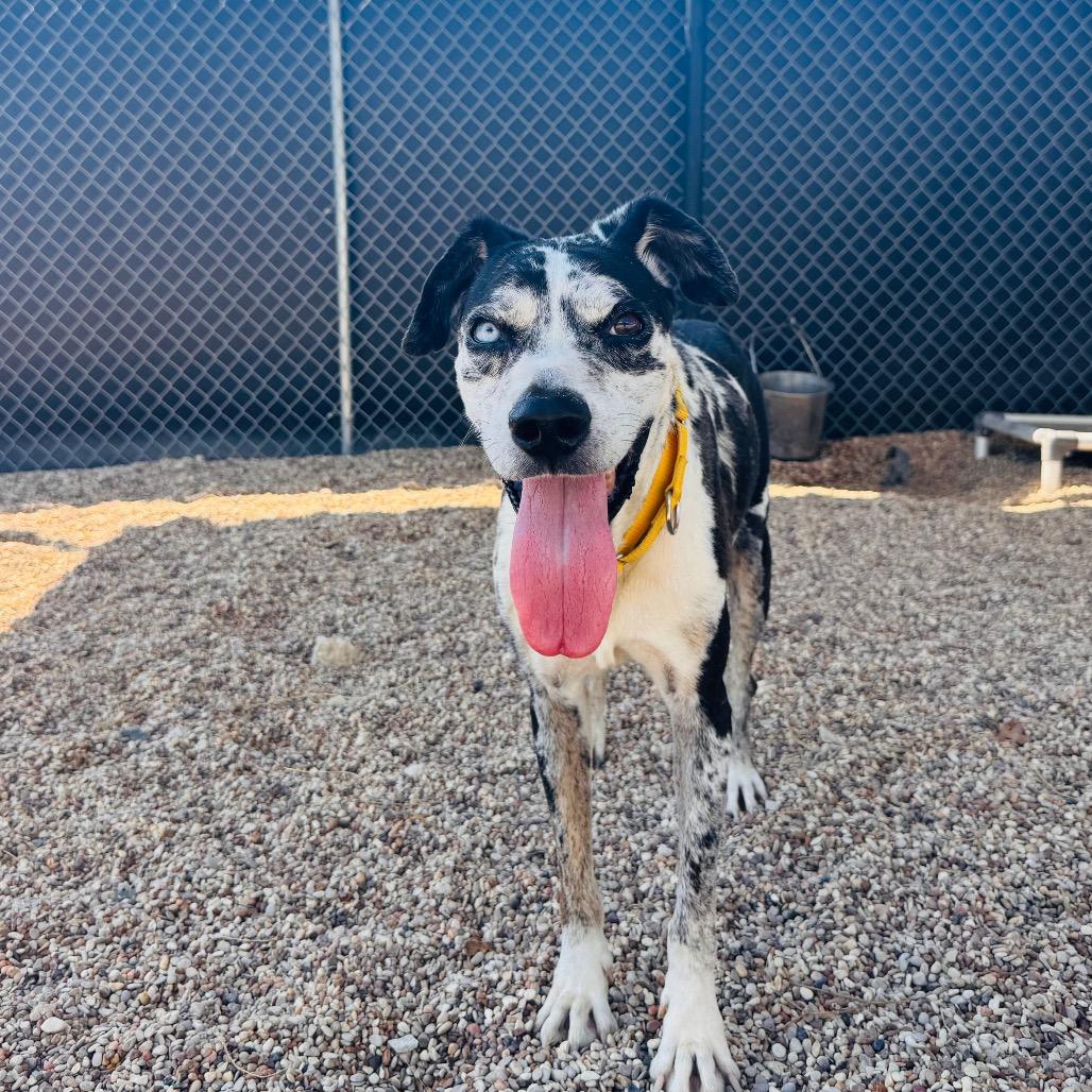 Enlarge Biggie, a Adoptable mixed breed in Buchanan Dam, TX image 4/4
