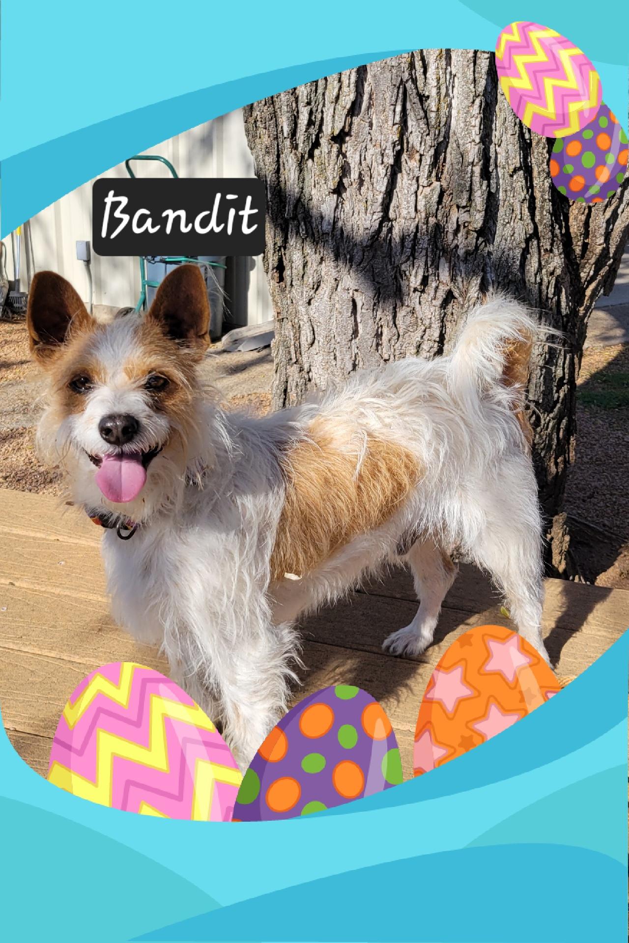 Bandit, ADOPTABLE, Young Male Terrier.