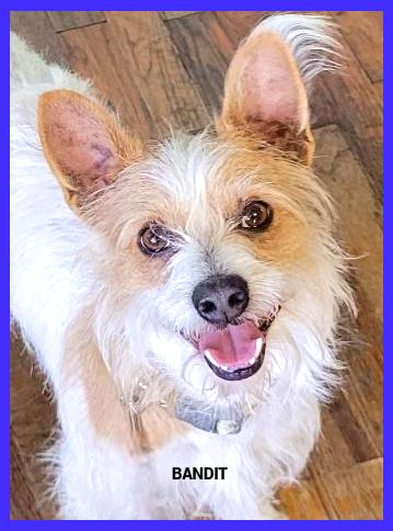 Enlarge Bandit, a ADOPTABLE mixed breed in Granbury, TX image 3/3