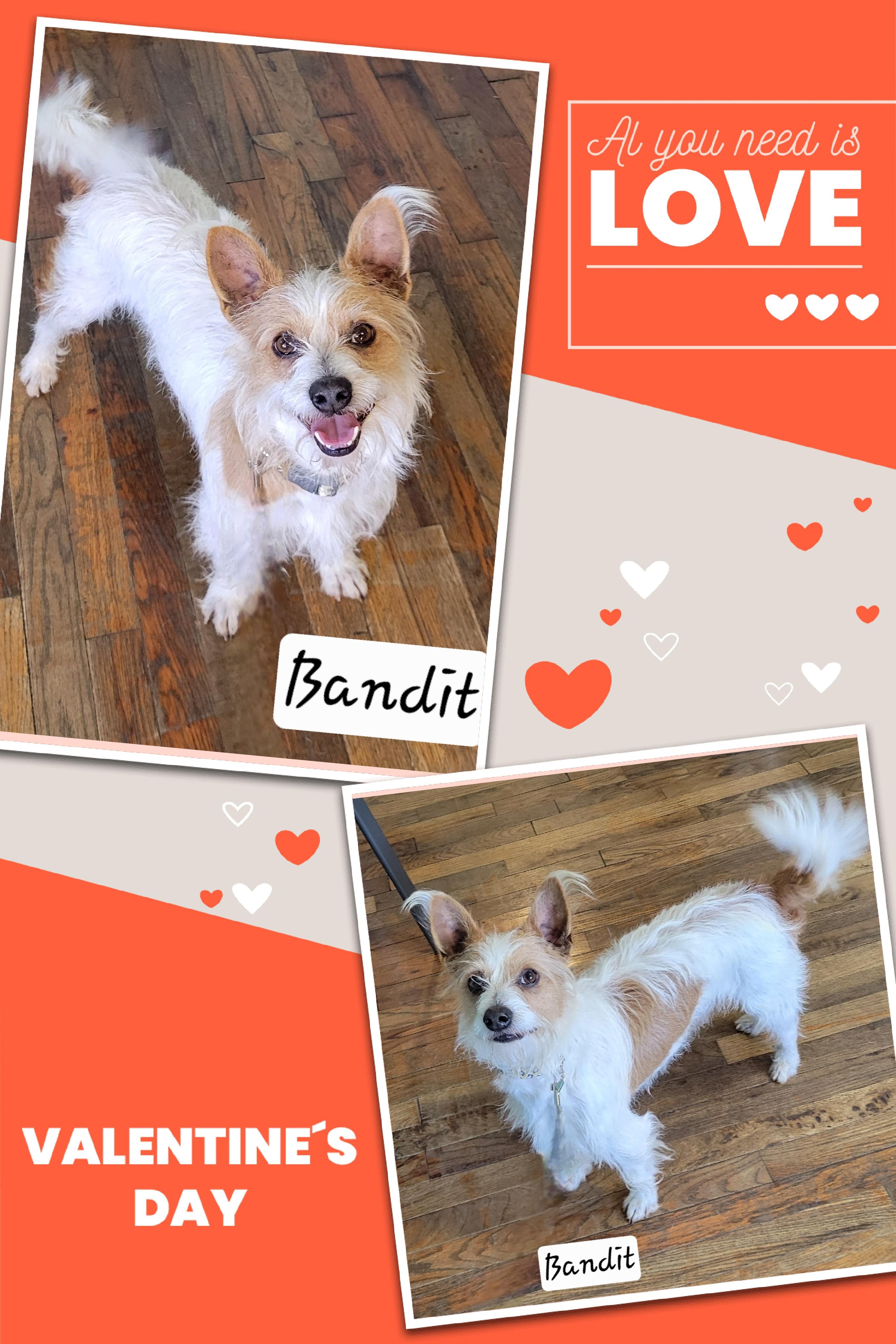 Bandit, ADOPTABLE, Adult Male Jack Russell Terrier.