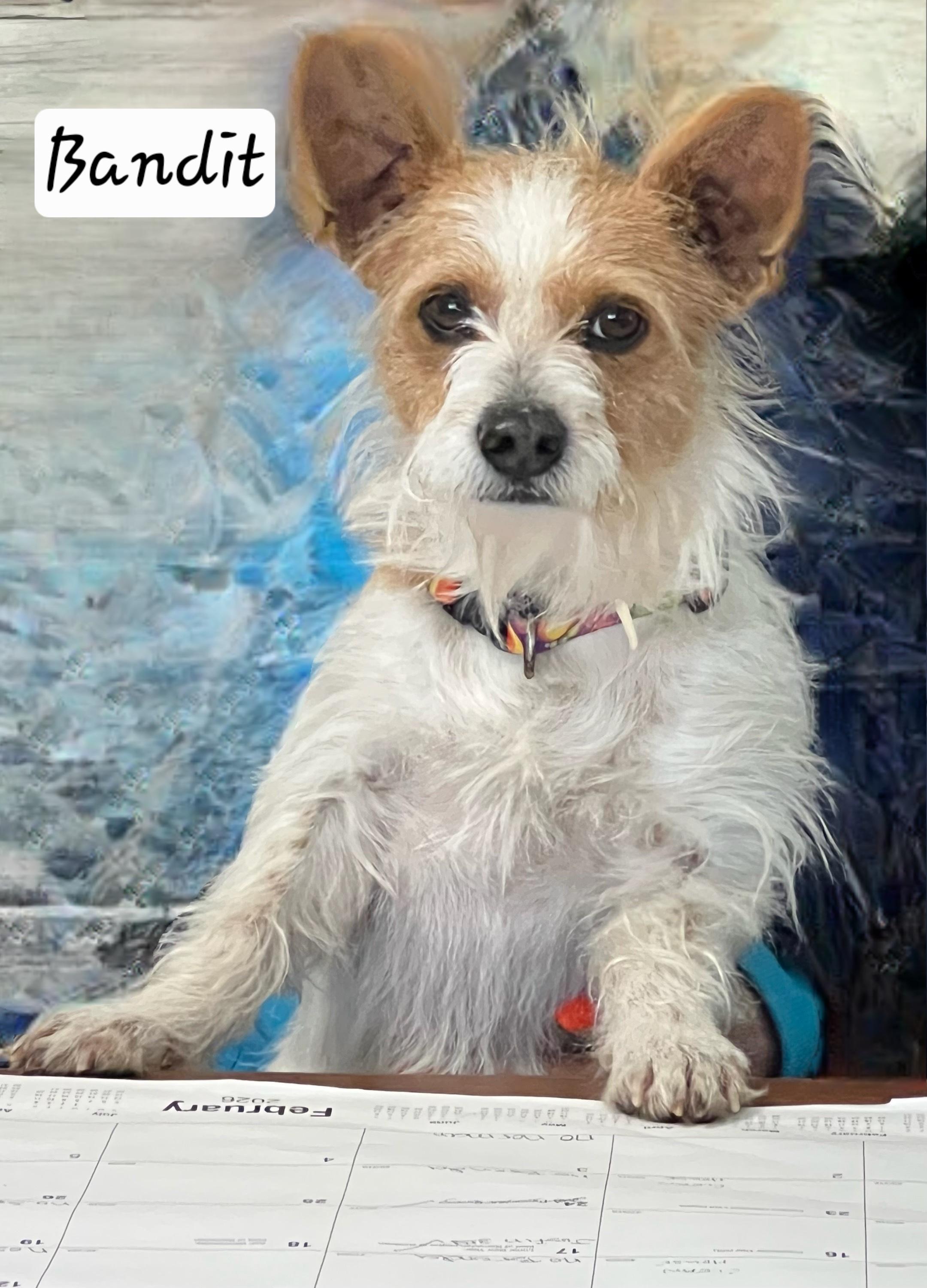 Enlarge Bandit, a ADOPTABLE mixed breed in Granbury, TX image 2/3