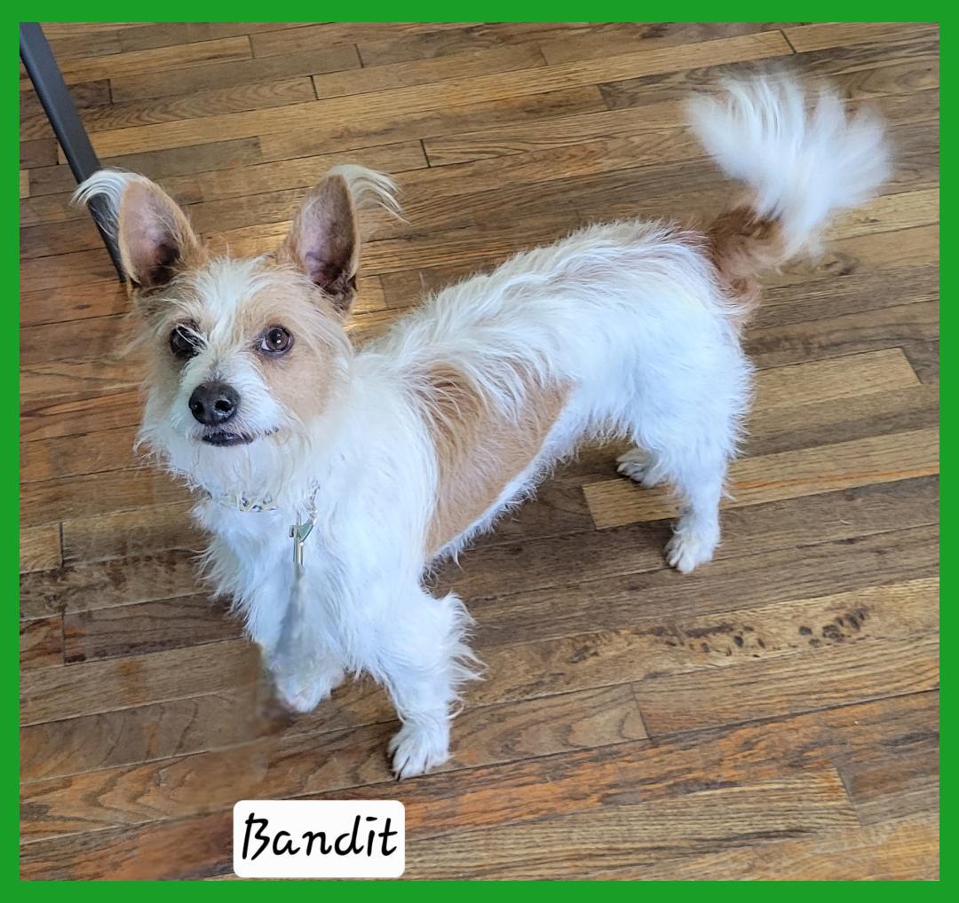 Enlarge Bandit, a ADOPTABLE mixed breed in Granbury, TX image 2/3