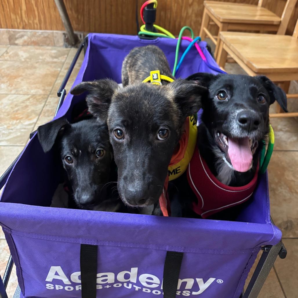 Autumn, Adoptable, Puppy Female Shepherd & Mixed Breed.