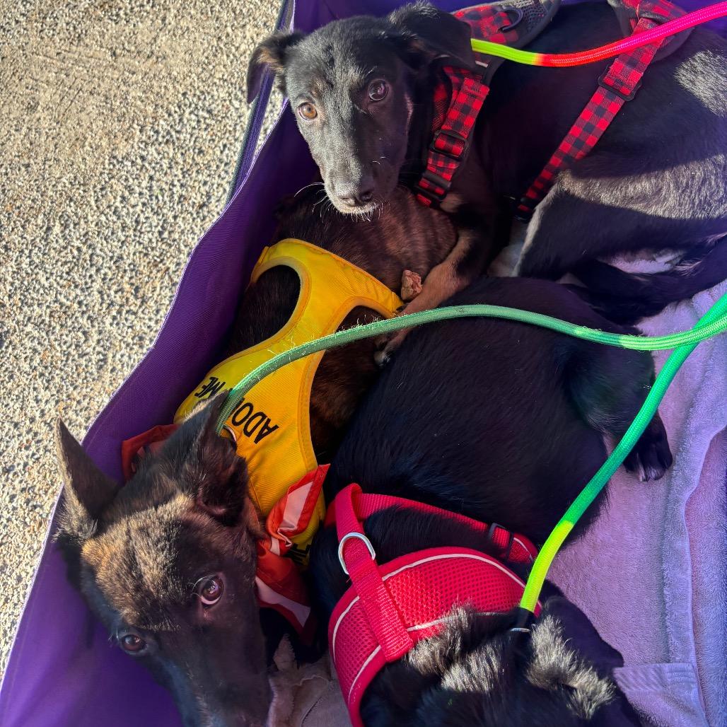 Autumn, a Adoptable mixed breed in Cedar Creek, TX image 5/5