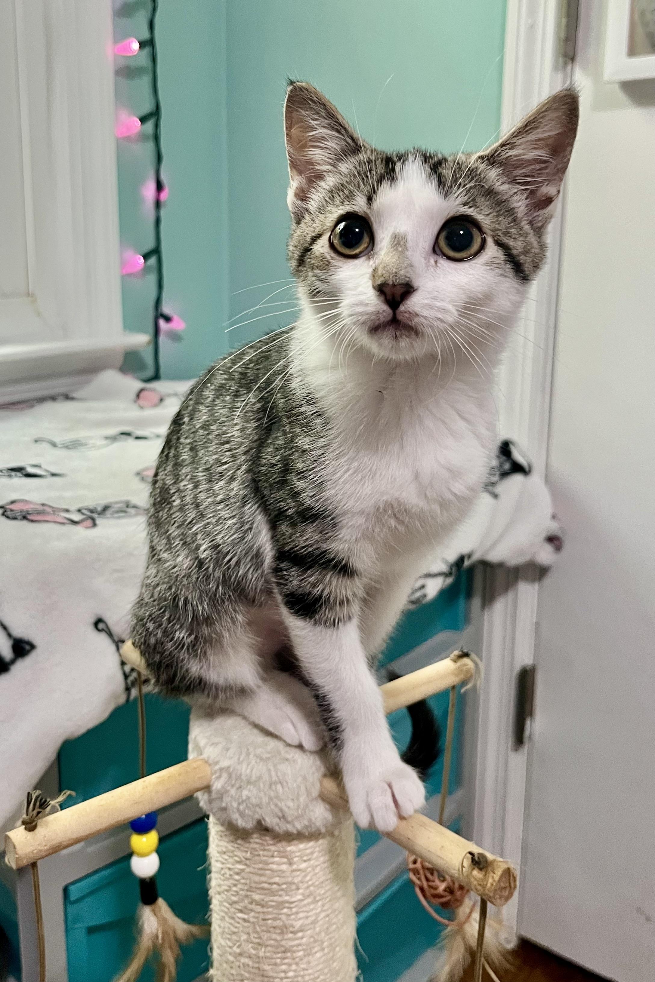 Enlarge Clara, a Adopted Domestic Short Hair in Mount Juliet, TN image 3/4