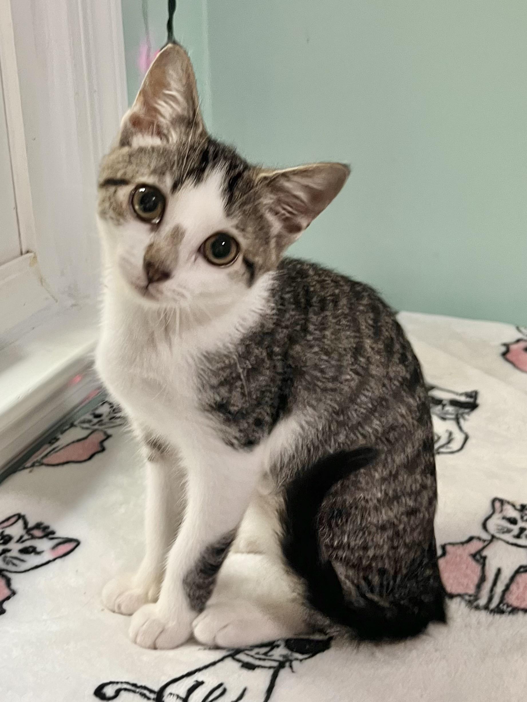 Clara, Adopted, Kitten Female Domestic Short Hair.