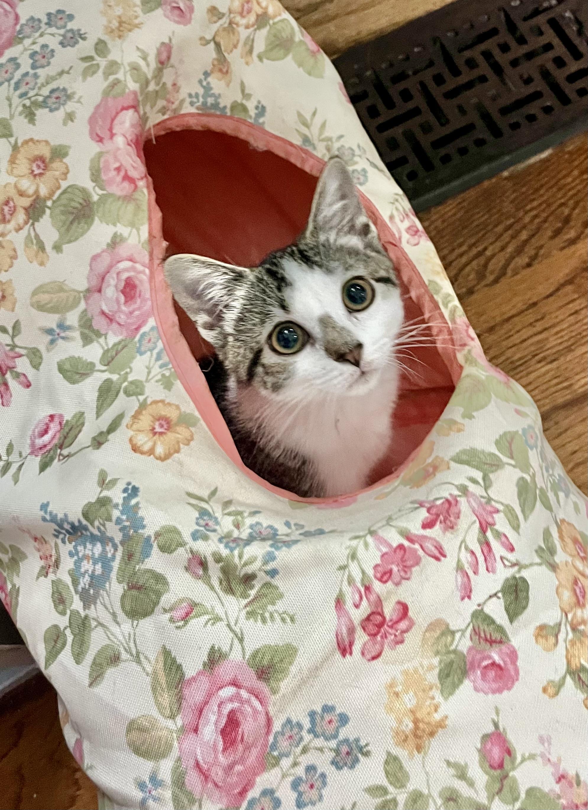 Enlarge Clara, a Adopted Domestic Short Hair in Mount Juliet, TN image 2/4
