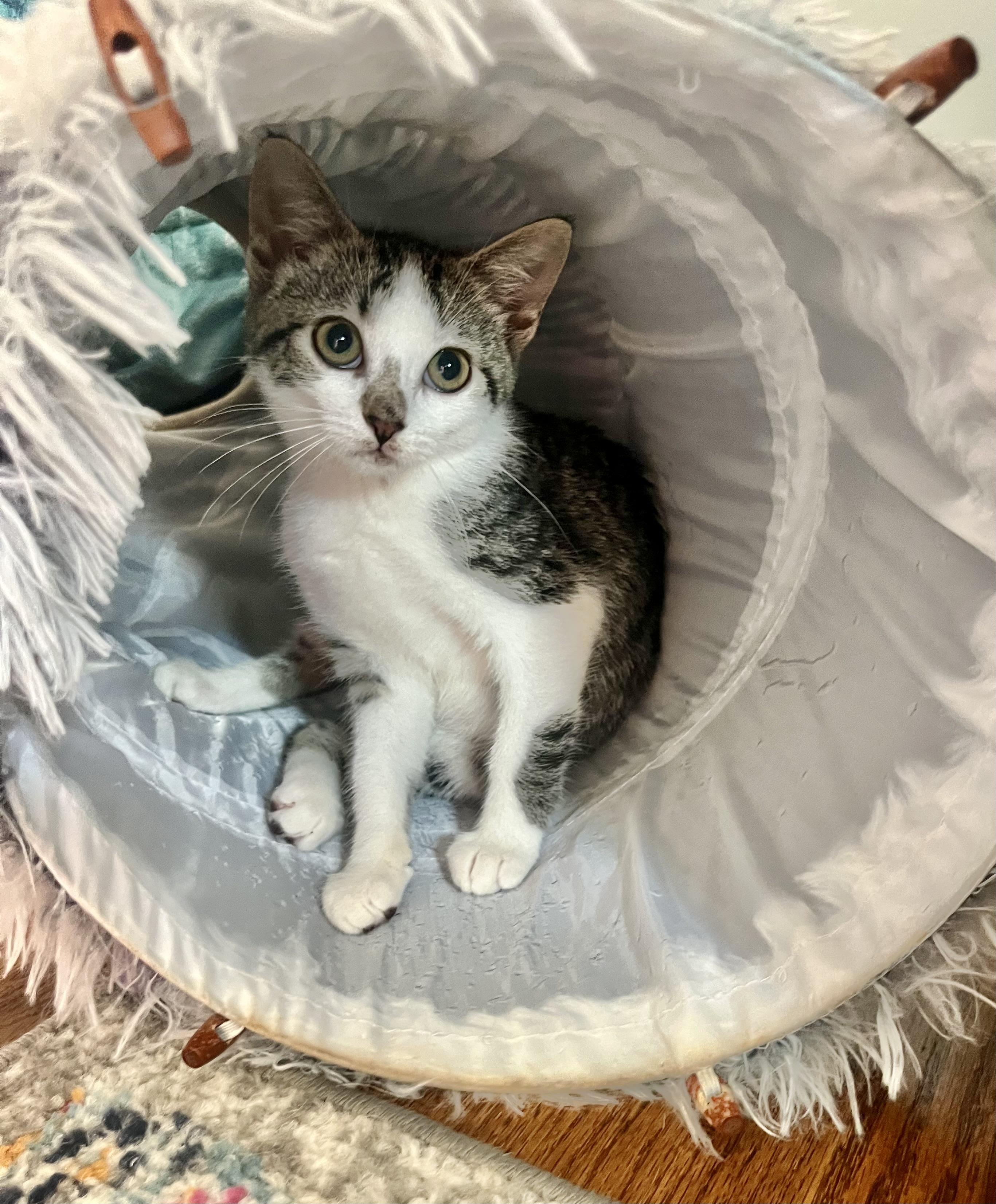 Enlarge Clara, a Adopted Domestic Short Hair in Mount Juliet, TN image 4/4