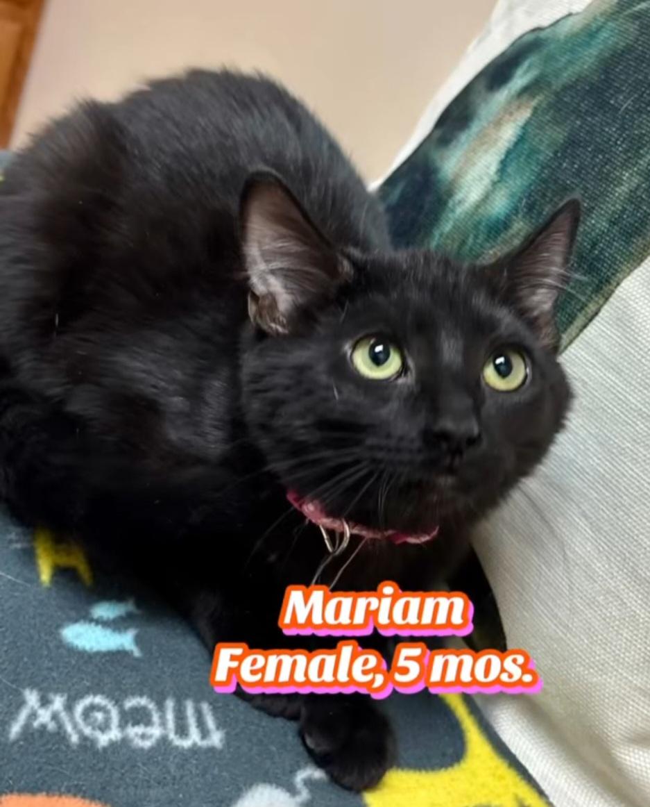 Enlarge Mariam , an adopted Domestic Short Hair in Monticello, IL image 3/3