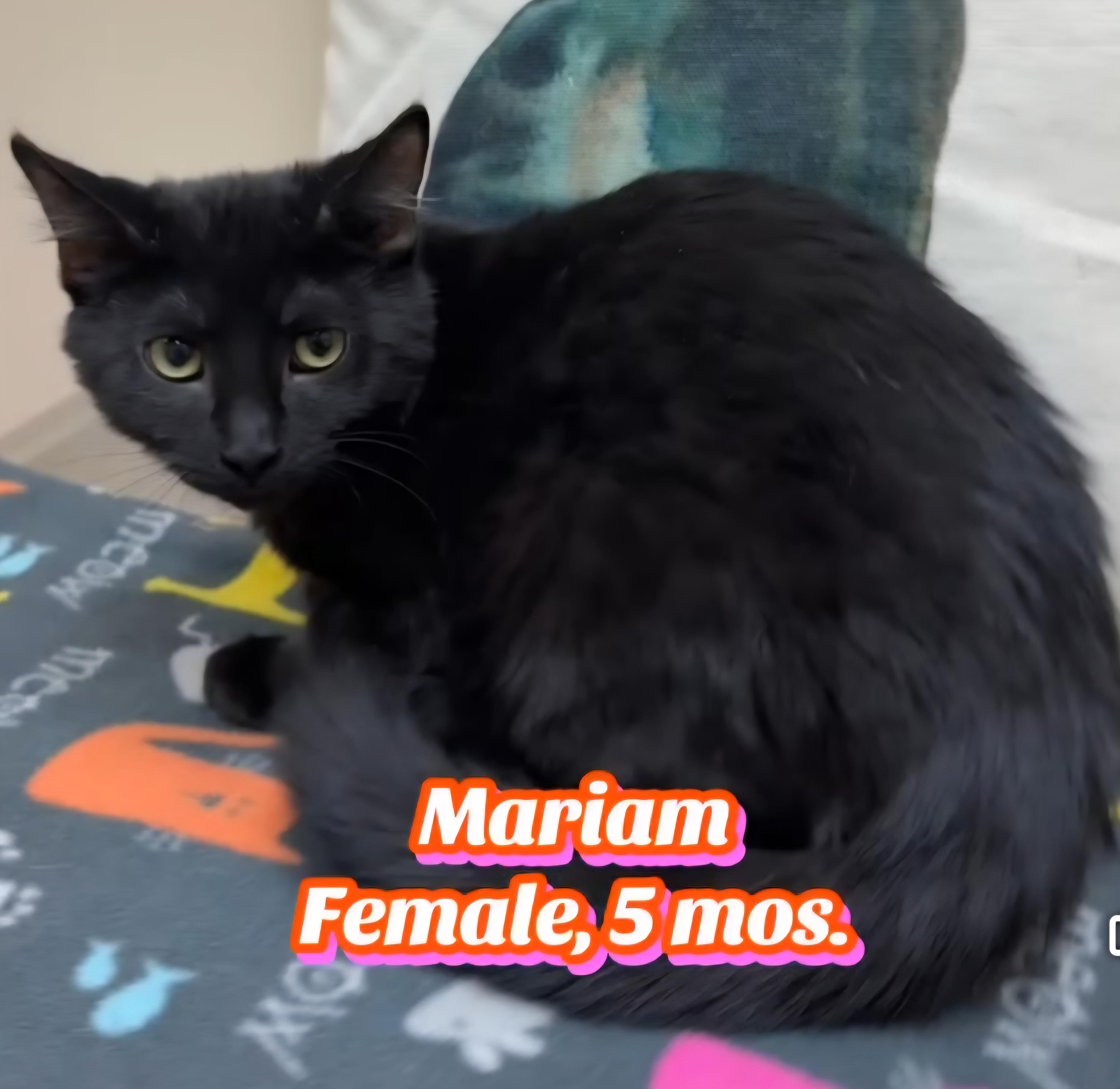 Enlarge Mariam , an adopted Domestic Short Hair in Monticello, IL image 2/3