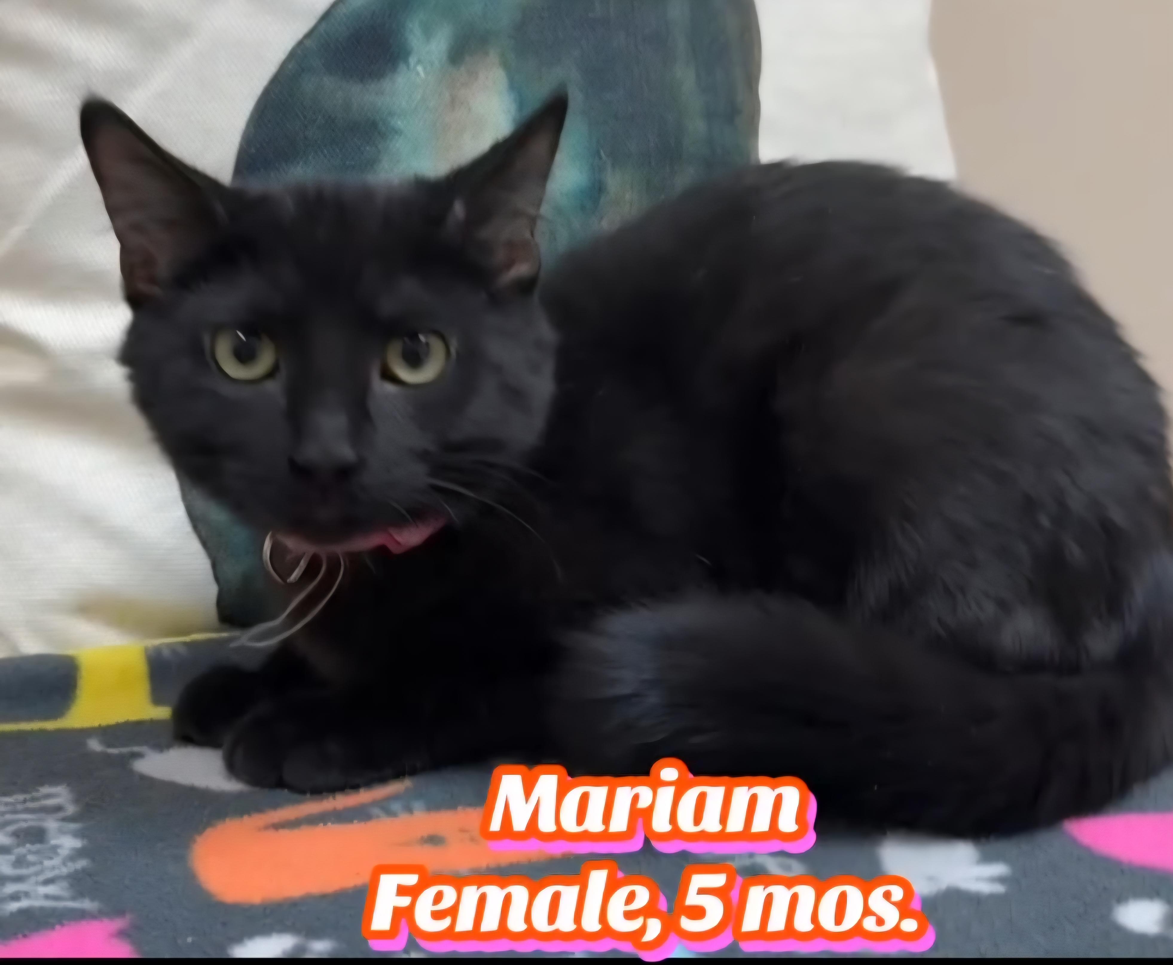 Enlarge Mariam , an adopted Domestic Short Hair in Monticello, IL image 1/3