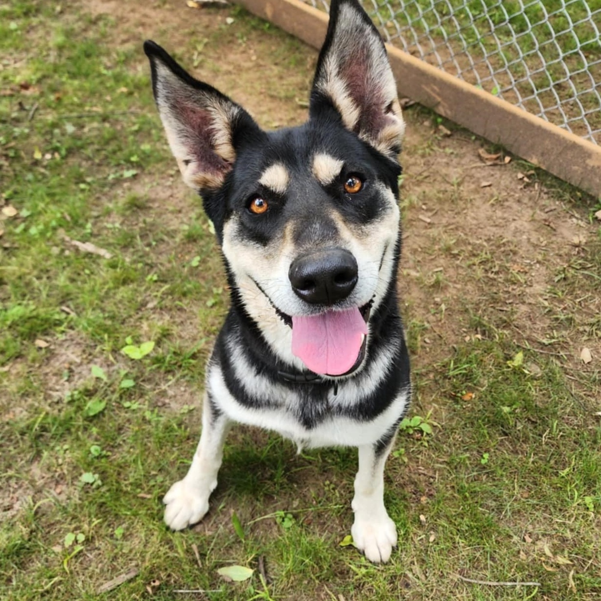 Kayla, Adopted, Adult Female Husky & German Shepherd Dog.