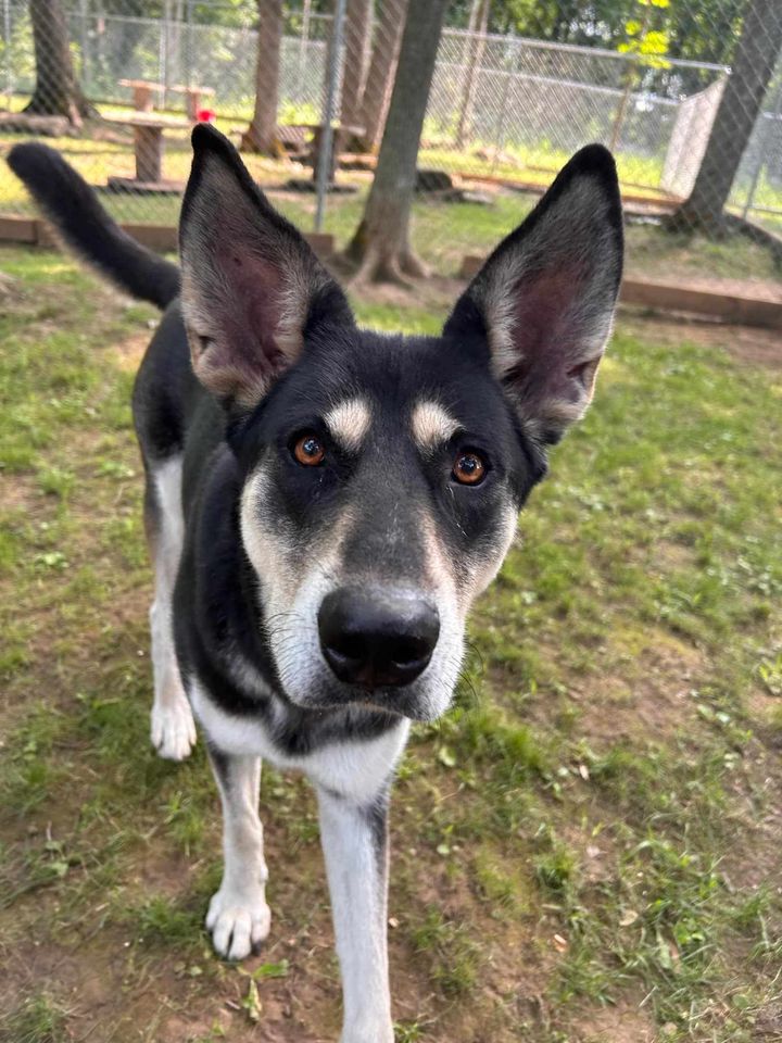 Kayla, a Adopted mixed breed in Addison, ON image 2/4