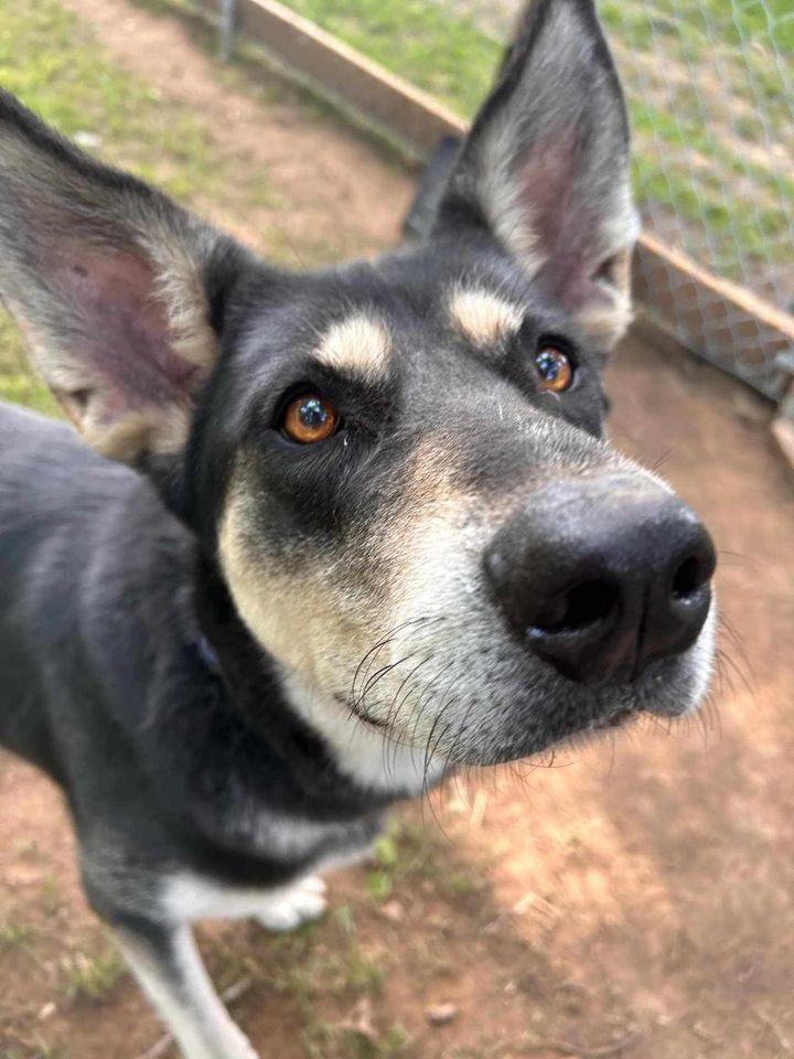 Kayla, a Adopted mixed breed in Addison, ON image 4/4