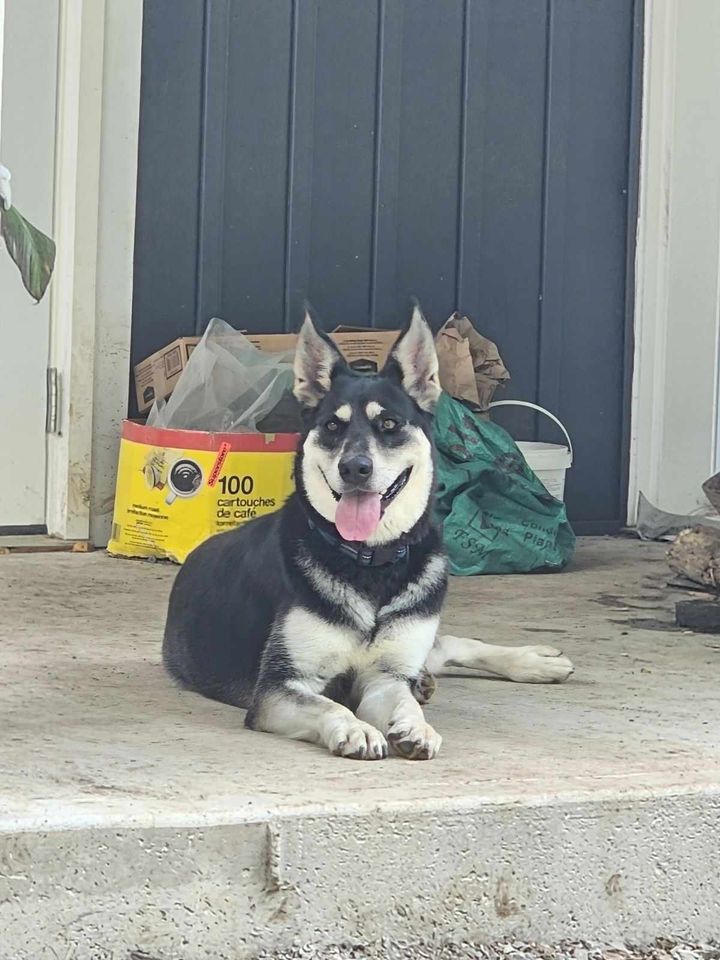 Kayla, a Adopted mixed breed in Addison, ON image 3/4