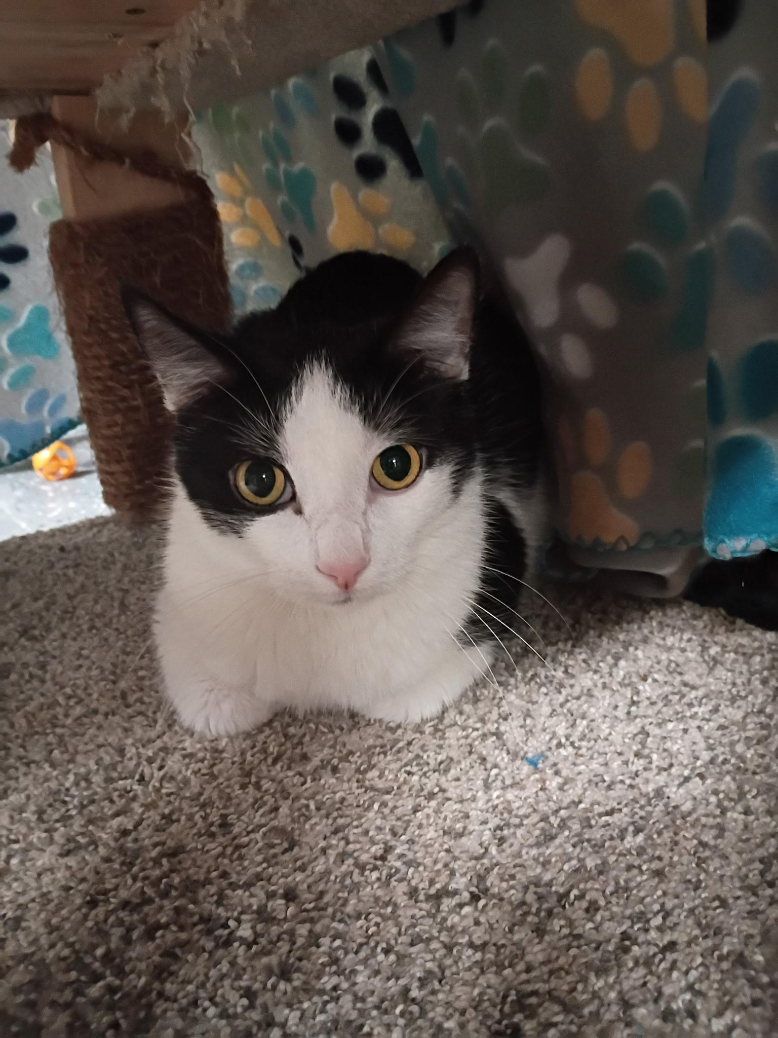 Enlarge Winston Churchill, a ADOPTABLE Domestic Short Hair in Holland, MI image 1/1