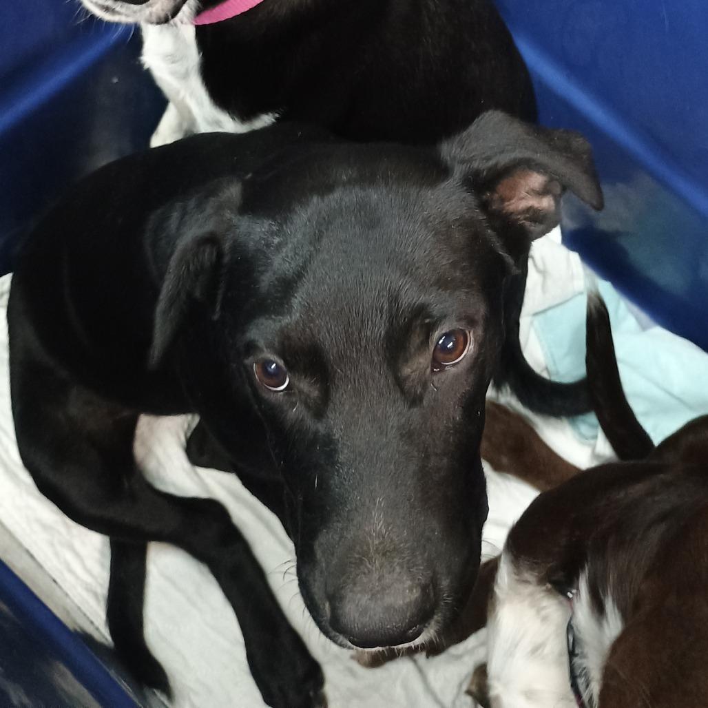 Milky Way, Adoptable, Young Male Mixed Breed.