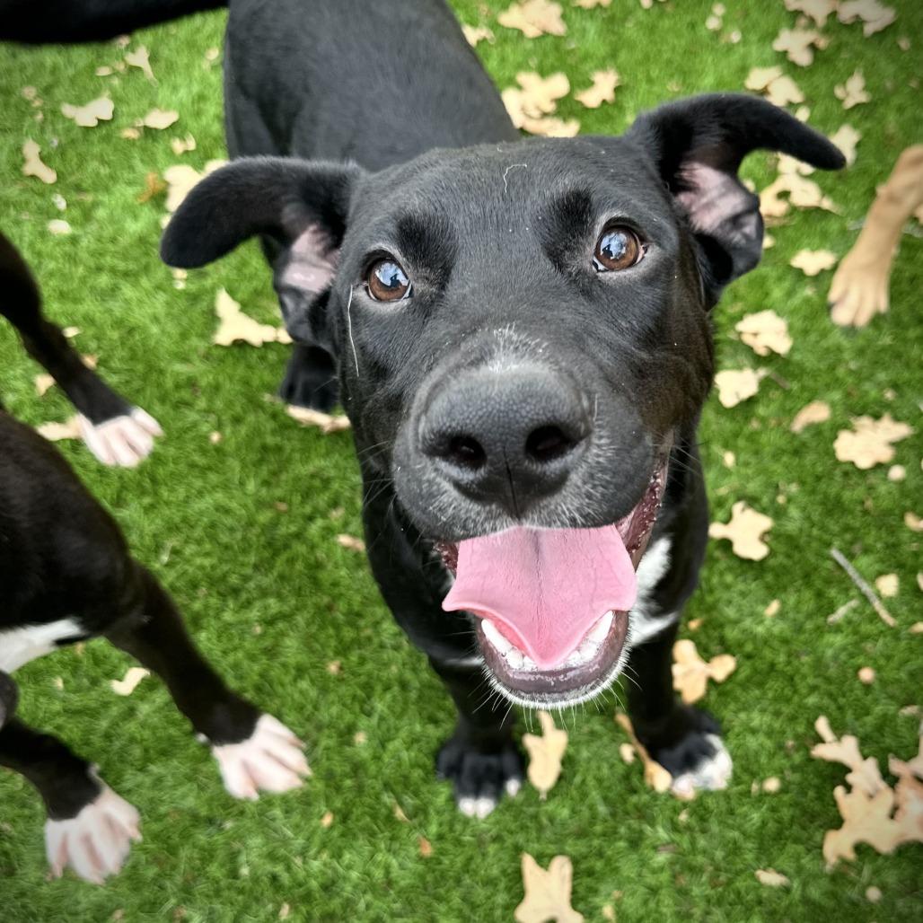 Enlarge Milky Way, a Adoptable Mixed Breed in Ardmore, OK image 2/2