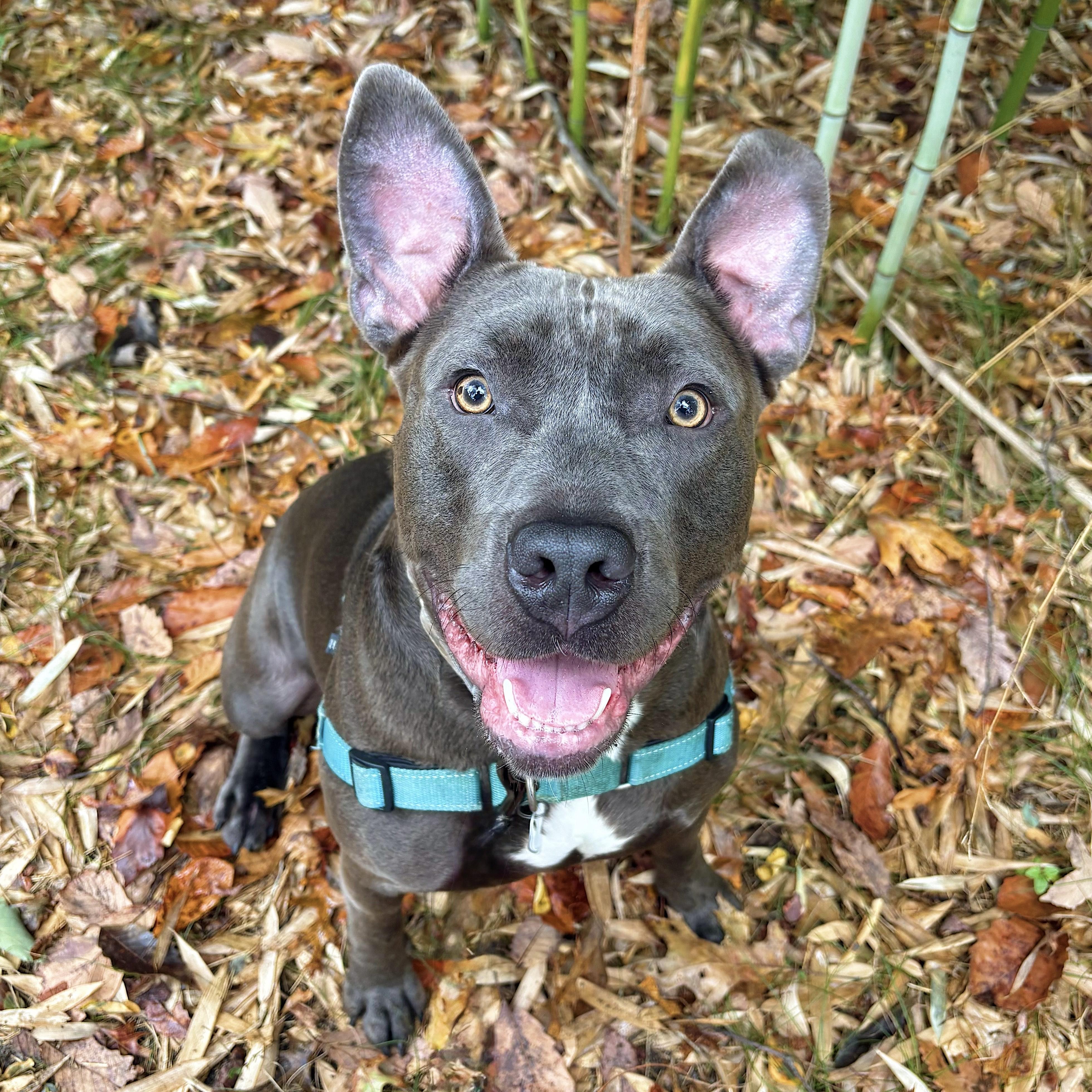 Enlarge Mustard, a Adoptable mixed breed in Eatontown, NJ image 1/6