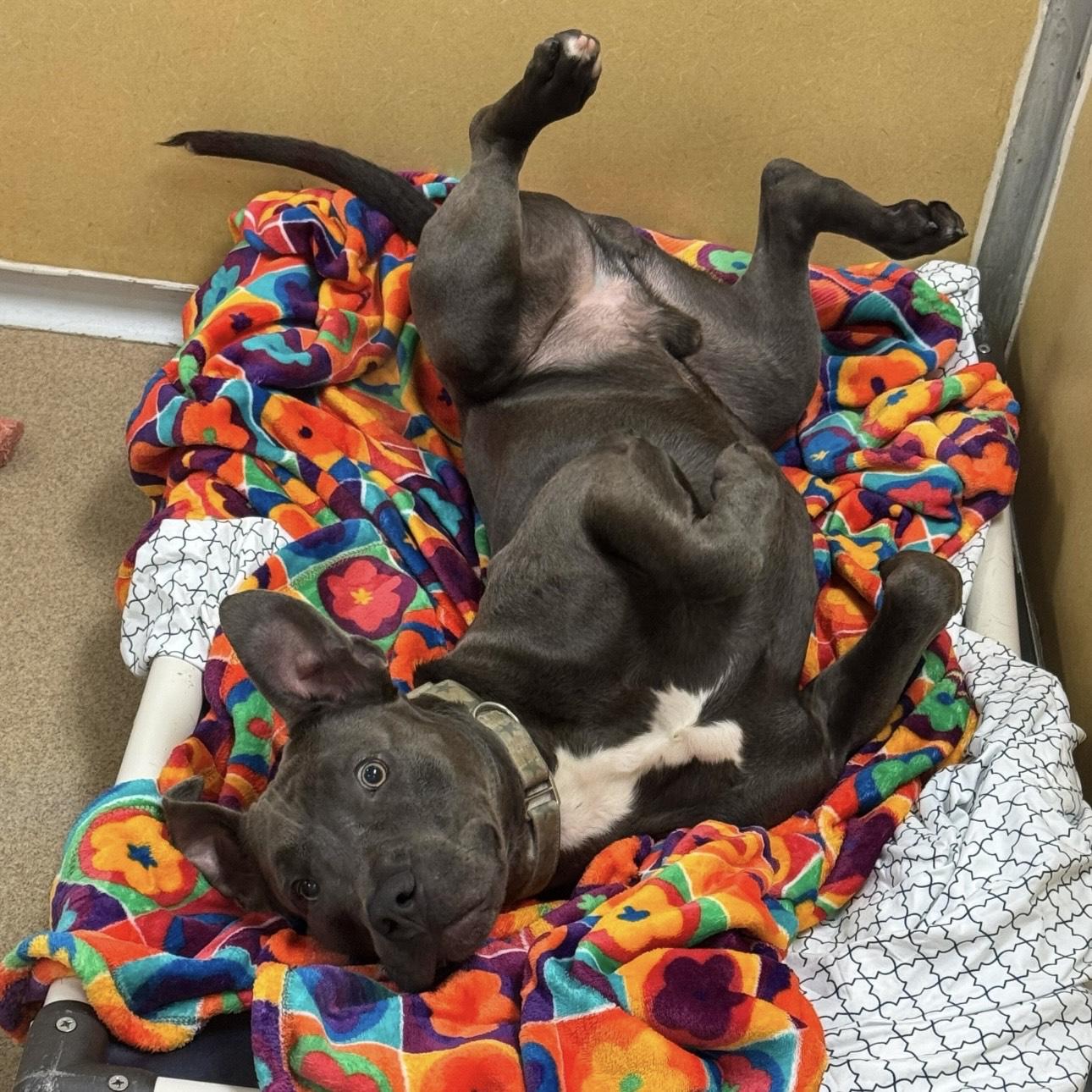 Enlarge Mustard, a Adoptable mixed breed in Eatontown, NJ image 2/6