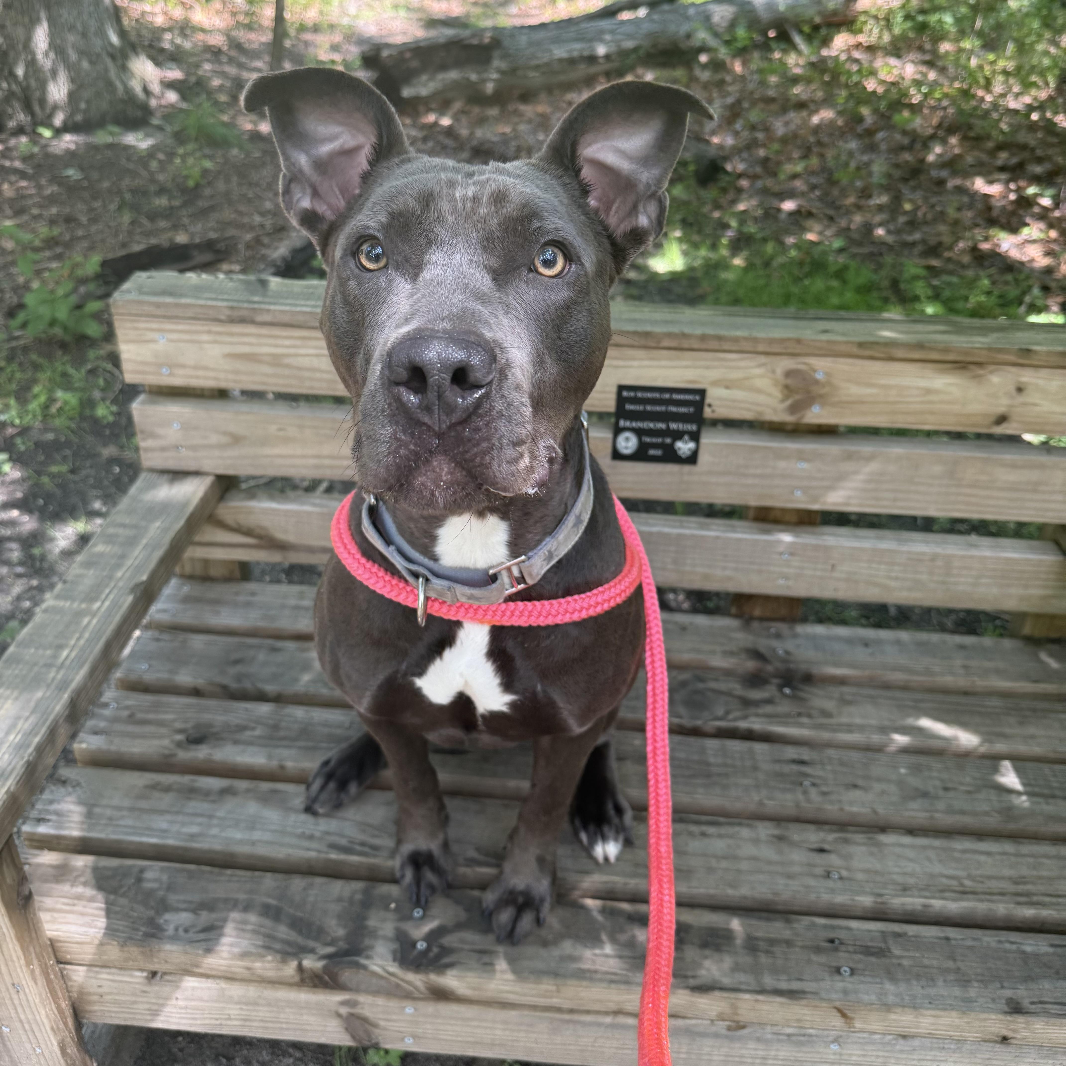 Enlarge Mustard, a Adoptable mixed breed in Eatontown, NJ image 3/6