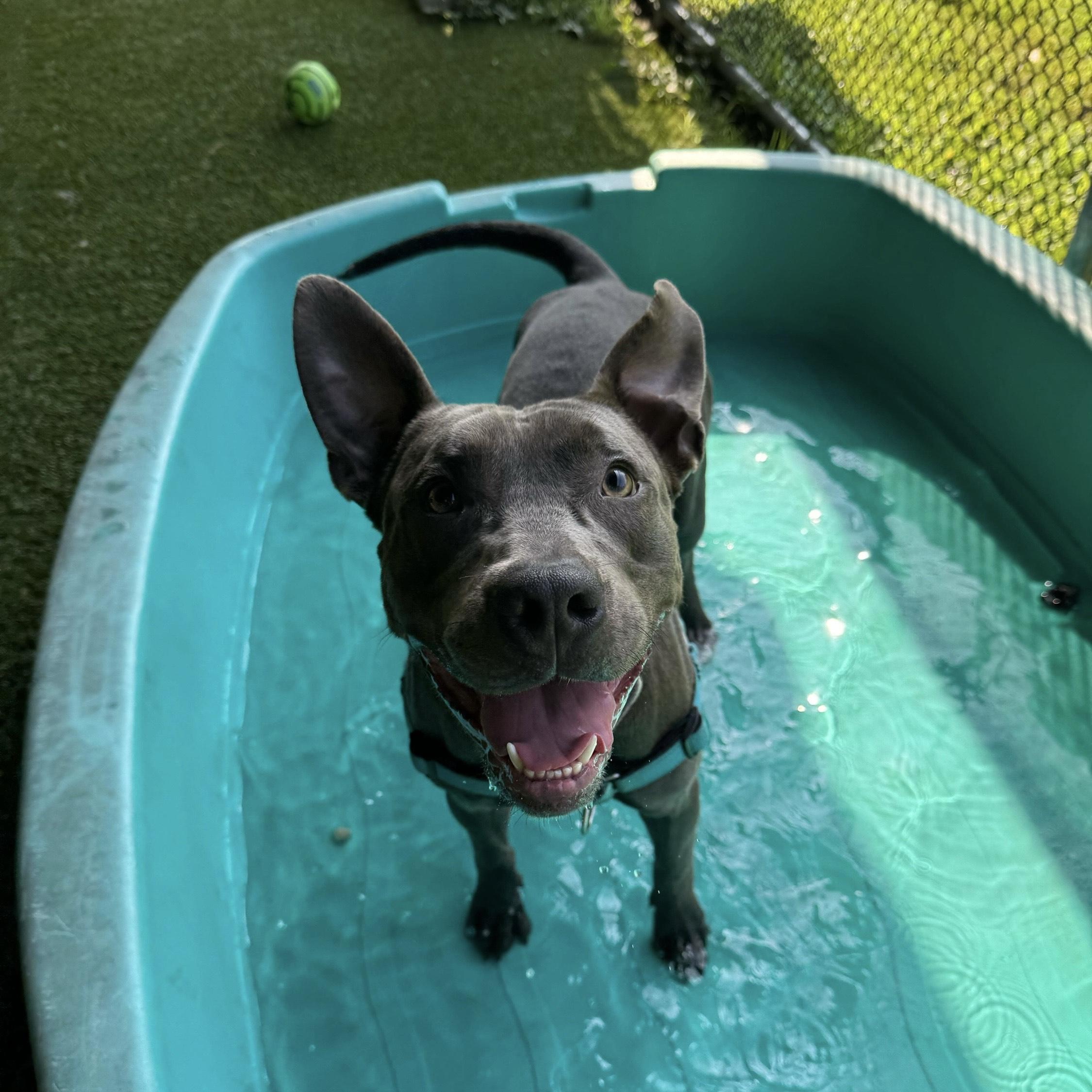 Enlarge Mustard, a Adoptable mixed breed in Eatontown, NJ image 4/6