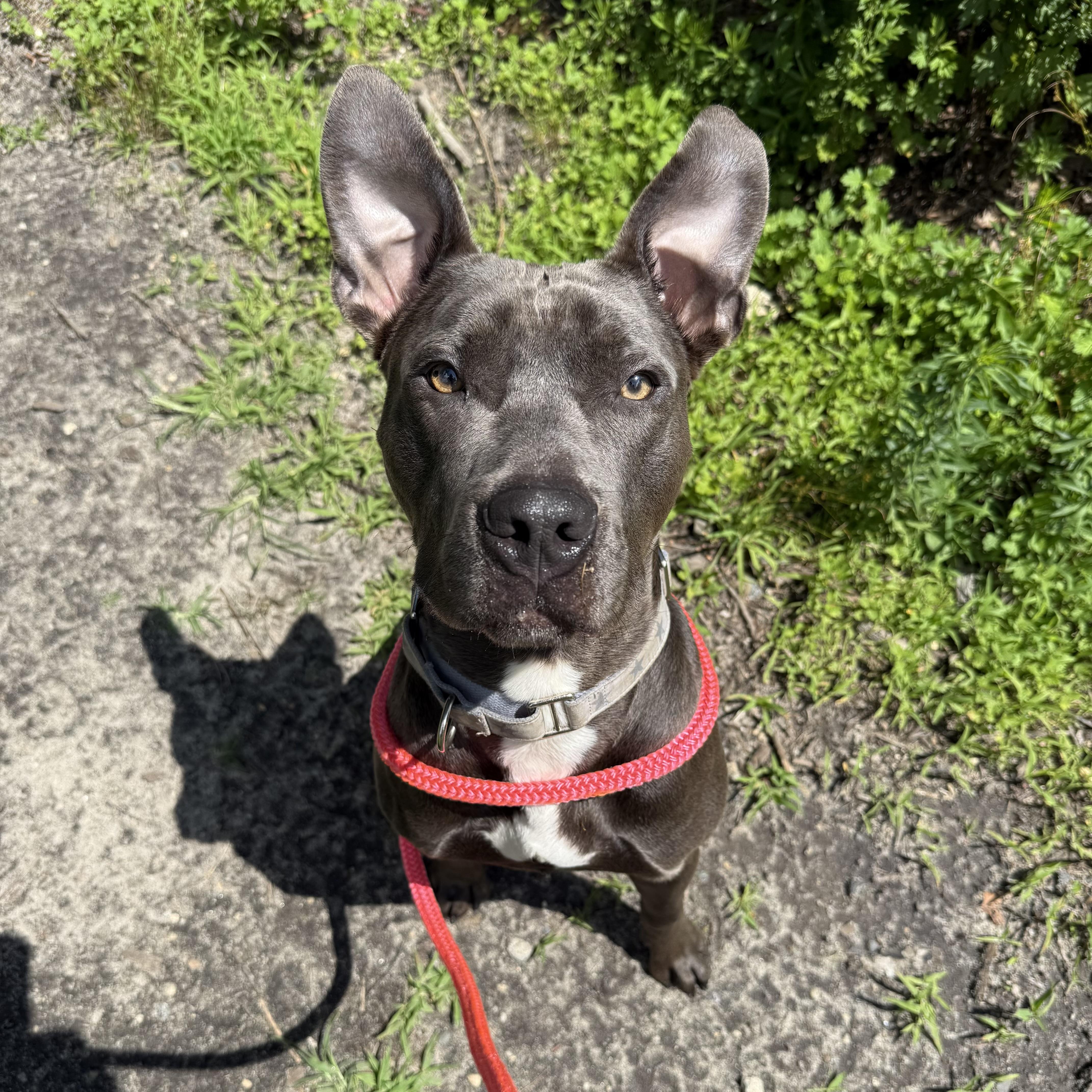 Enlarge Mustard, a Adoptable mixed breed in Eatontown, NJ image 5/6