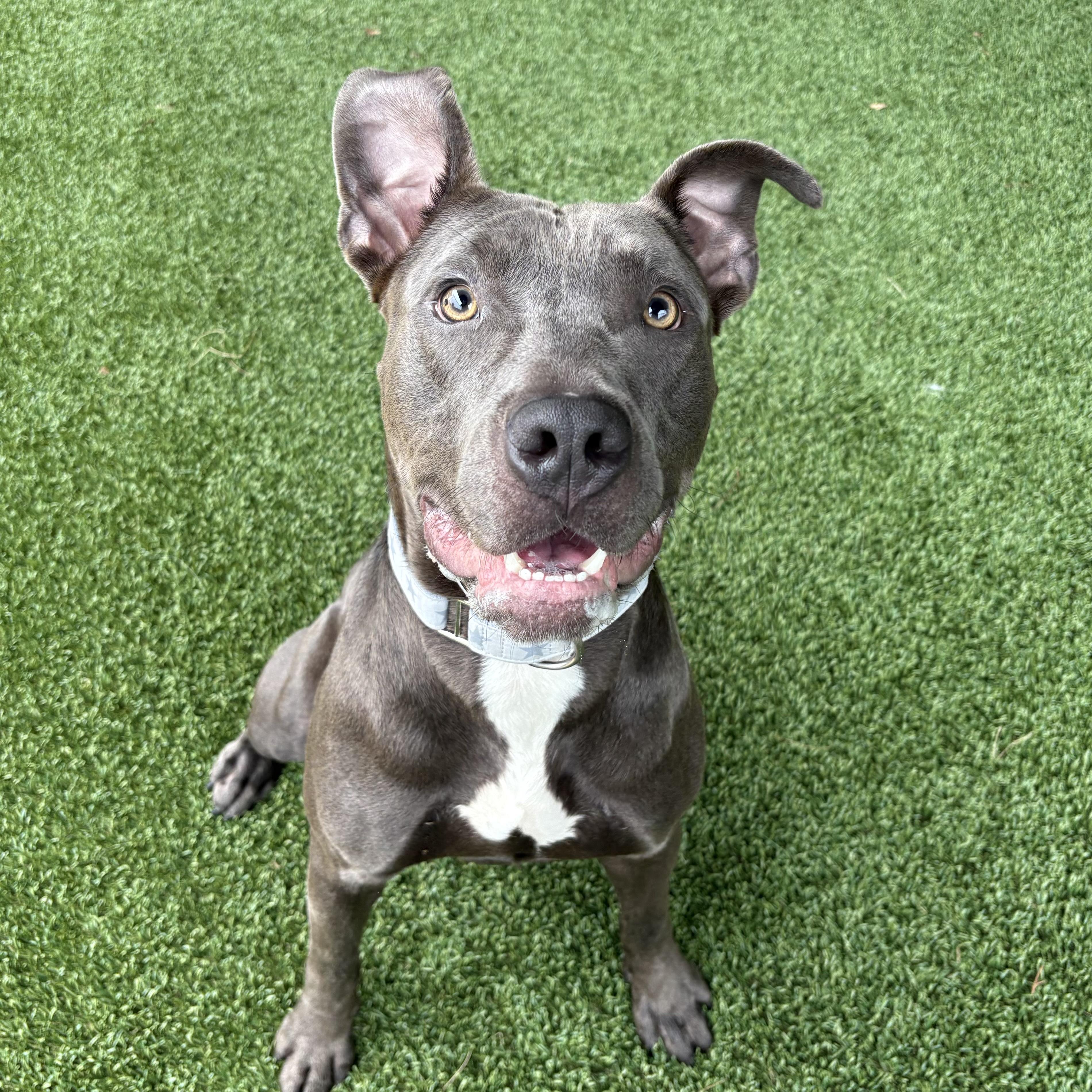 Enlarge Mustard, a Adoptable mixed breed in Eatontown, NJ image 6/6