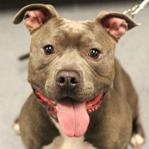 26-01264 BLUE, ADOPTABLE, Adult Male Pit Bull Terrier.