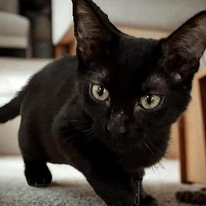 Apple Pie, Adoptable, Young Male Domestic Short Hair.