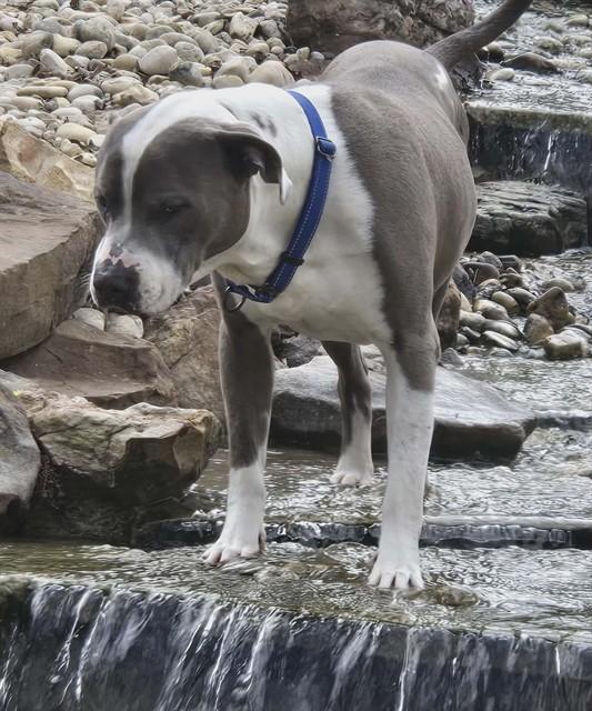 ASHER BLUE, Adoptable, Young Male Staffordshire Bull Terrier & Mixed Breed.