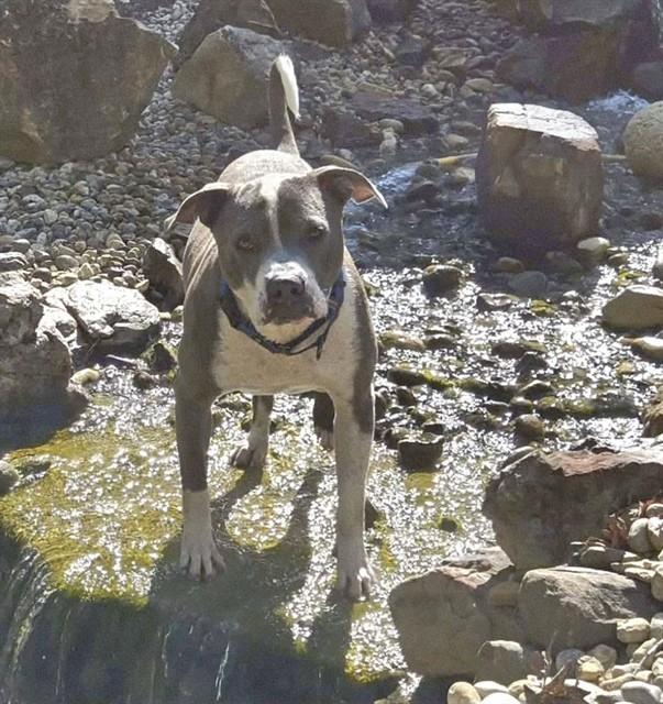 Enlarge ASHER BLUE, a Adoptable mixed breed in Saint Peters, MO image 1/1