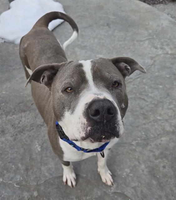 ASHER BLUE, Adoptable, Young Male Staffordshire Bull Terrier & Mixed Breed.