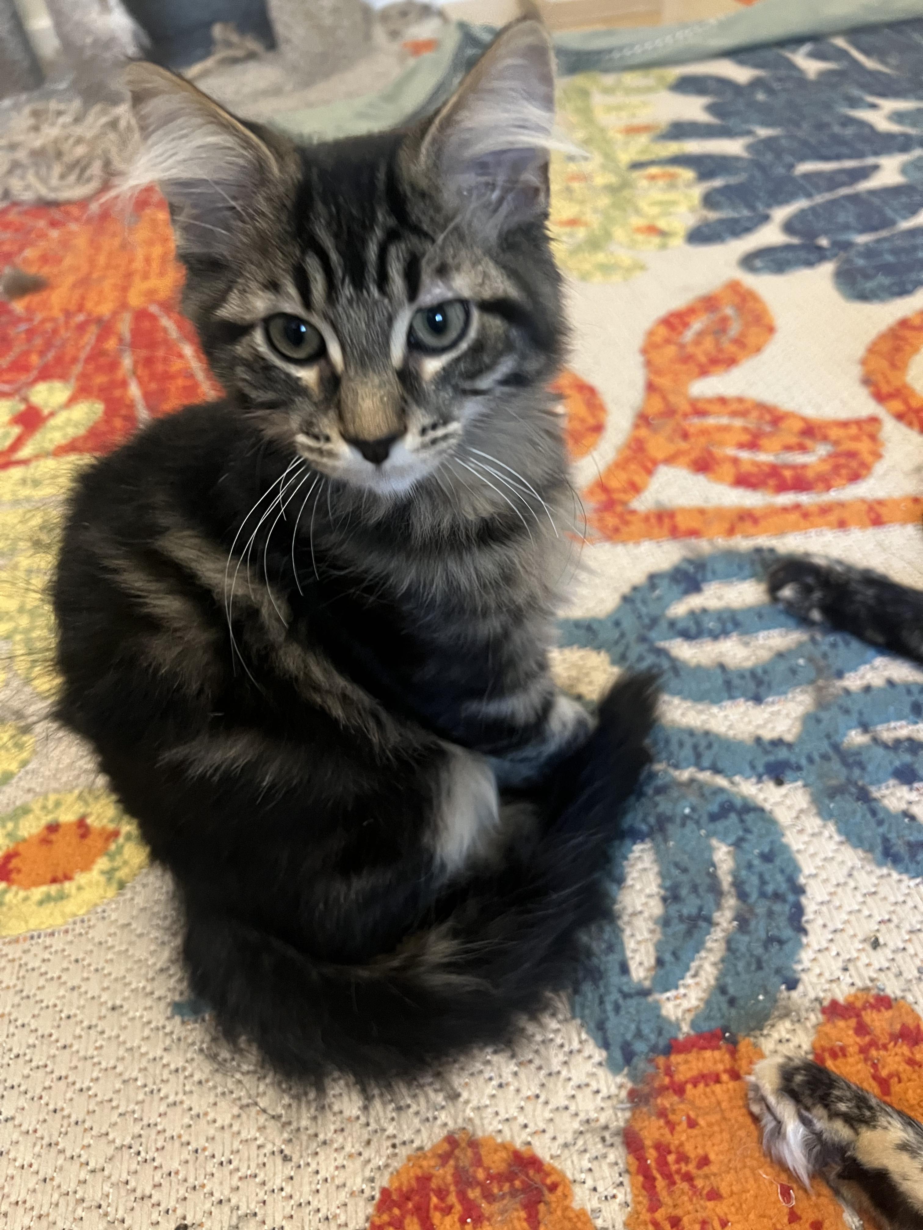 Nico
