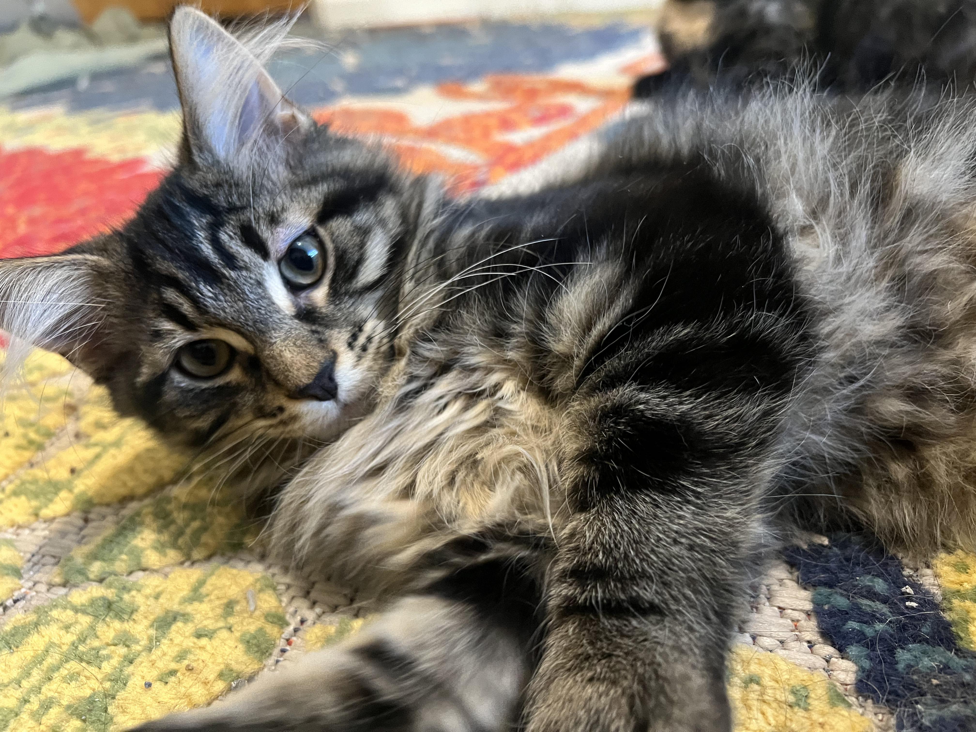 Nico
