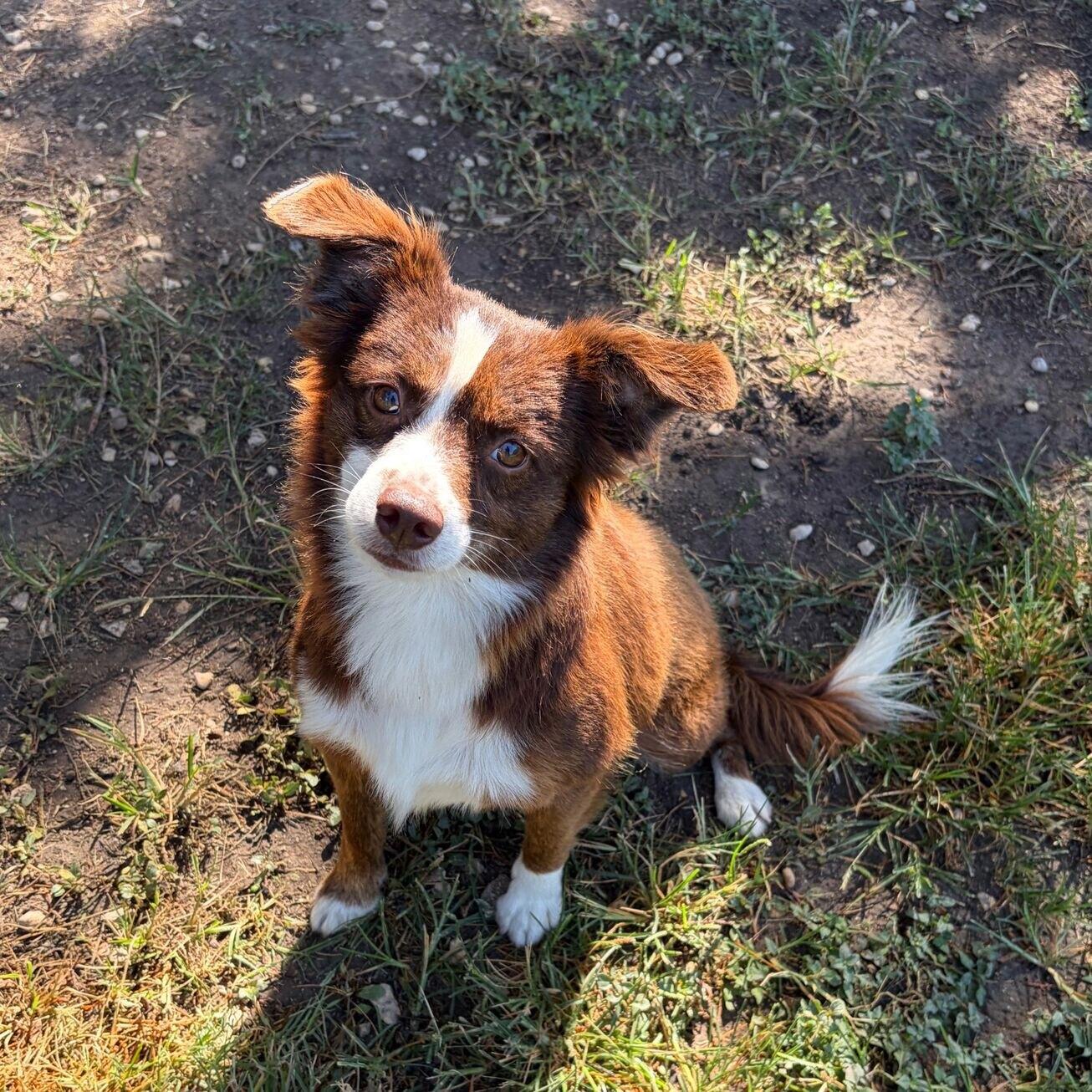 Enlarge Simon, a Adopted mixed breed in Kerrville, TX image 1/1